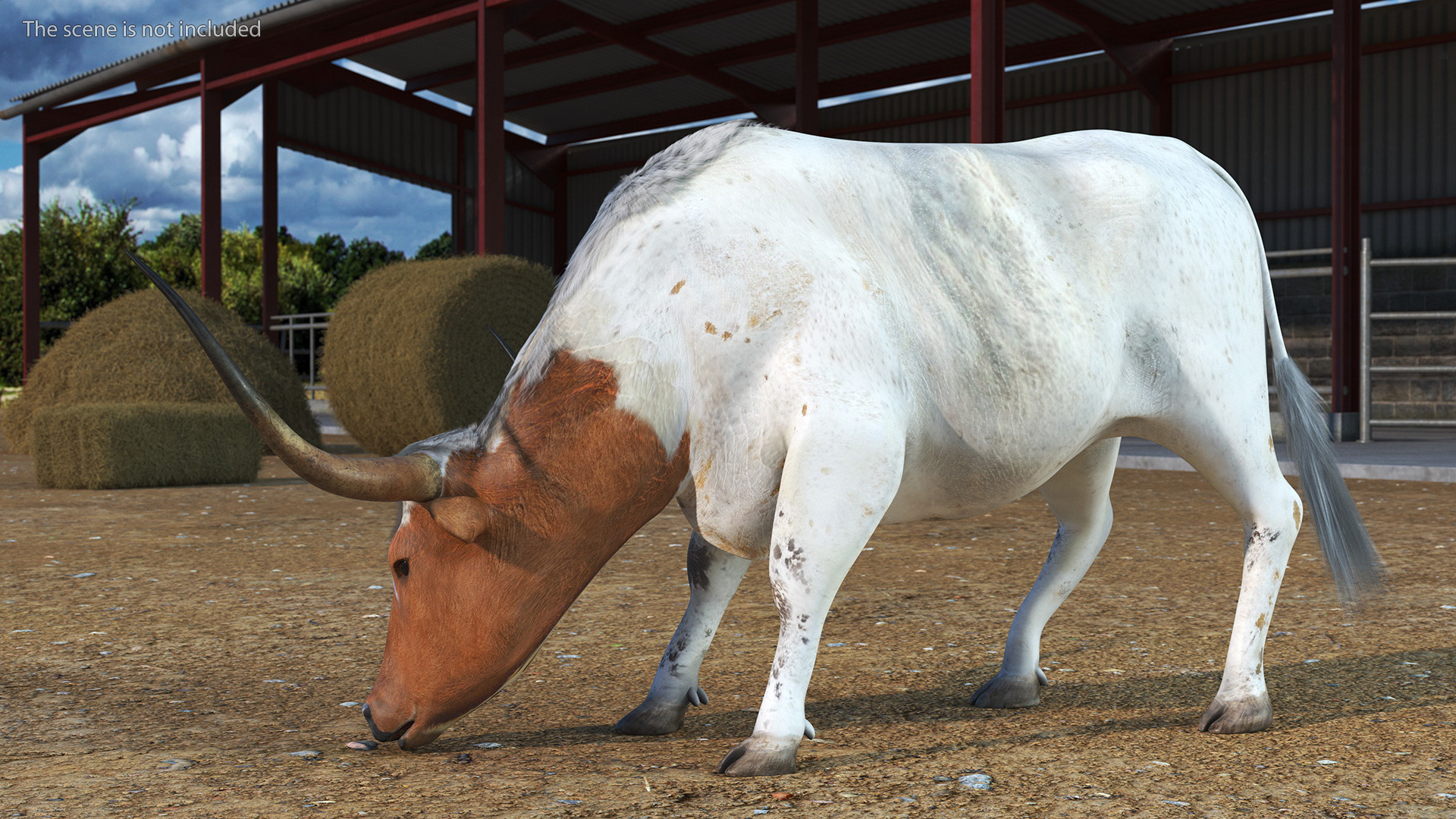 3D Texas Longhorn Cattle White Color model