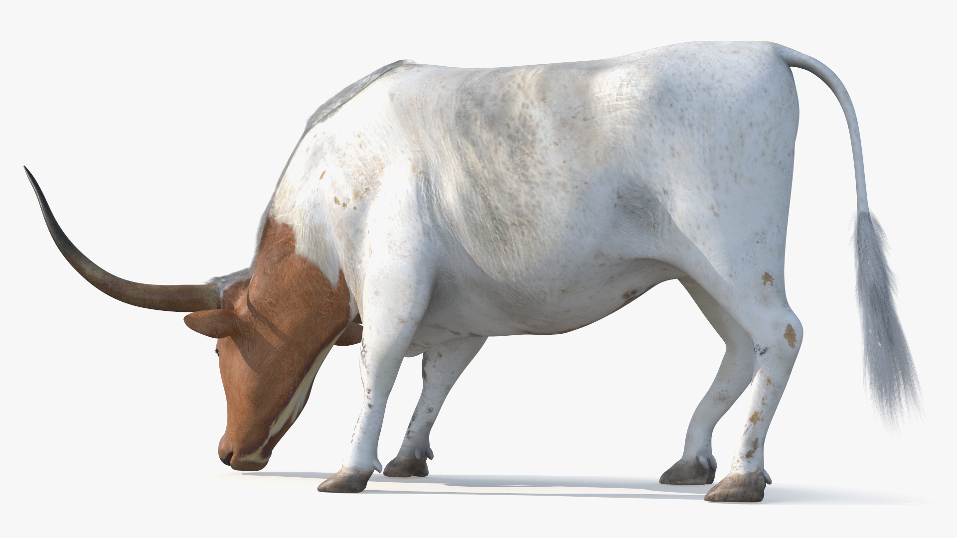 3D Texas Longhorn Cattle White Color model