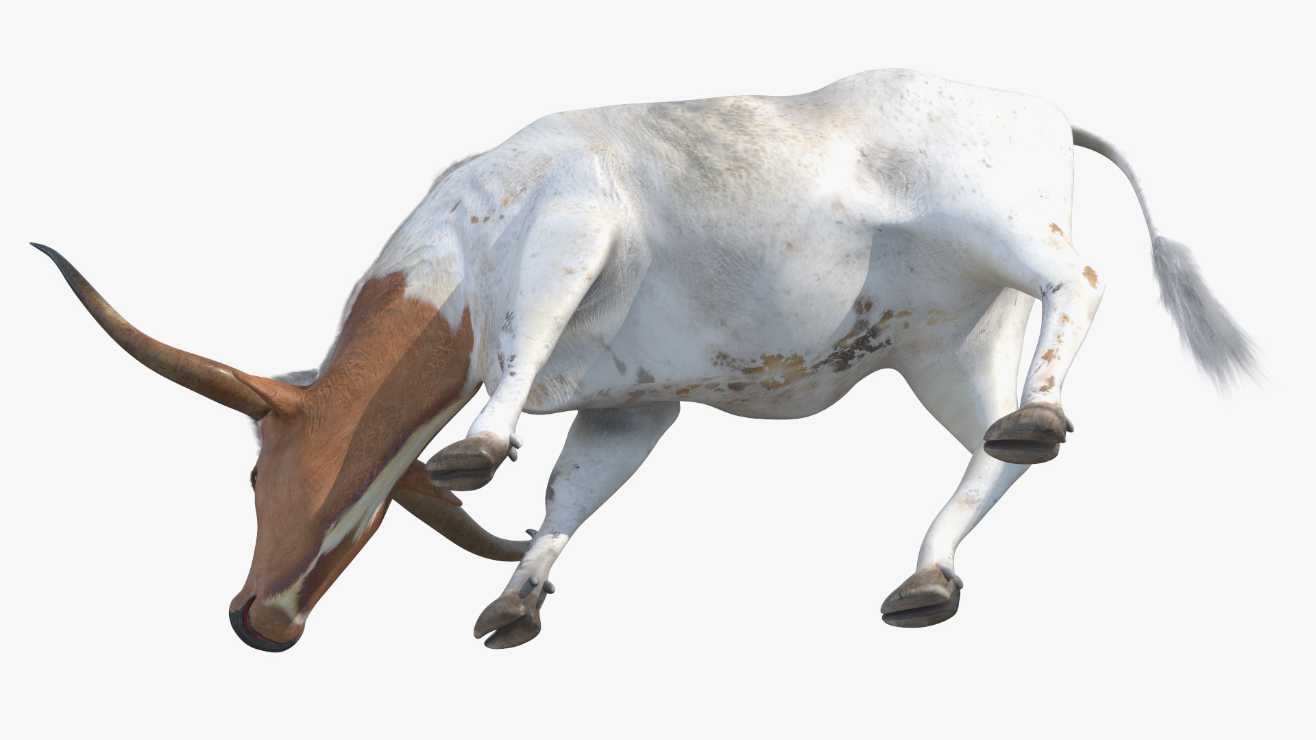 3D Texas Longhorn Cattle White Color model