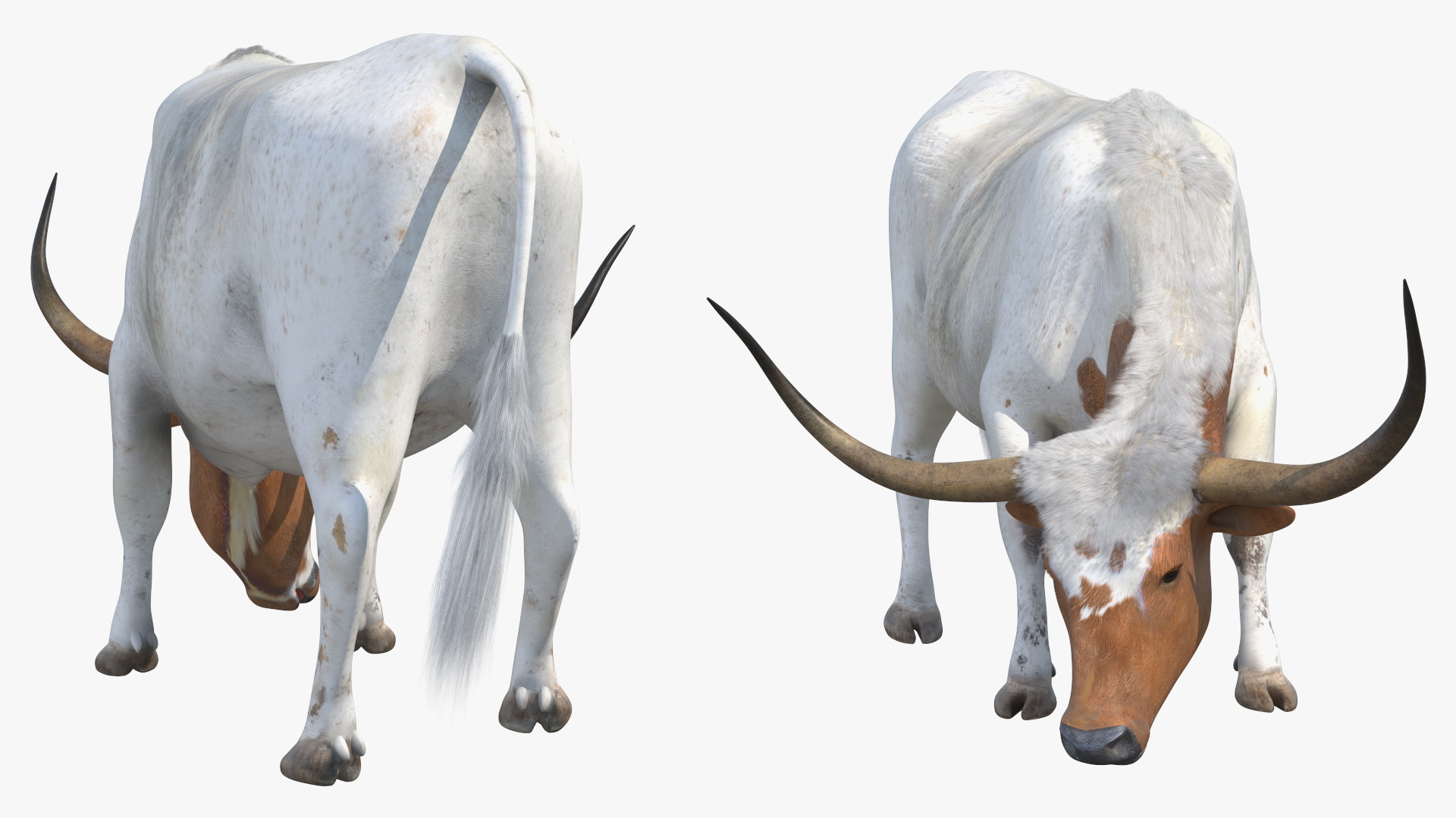 3D Texas Longhorn Cattle White Color model