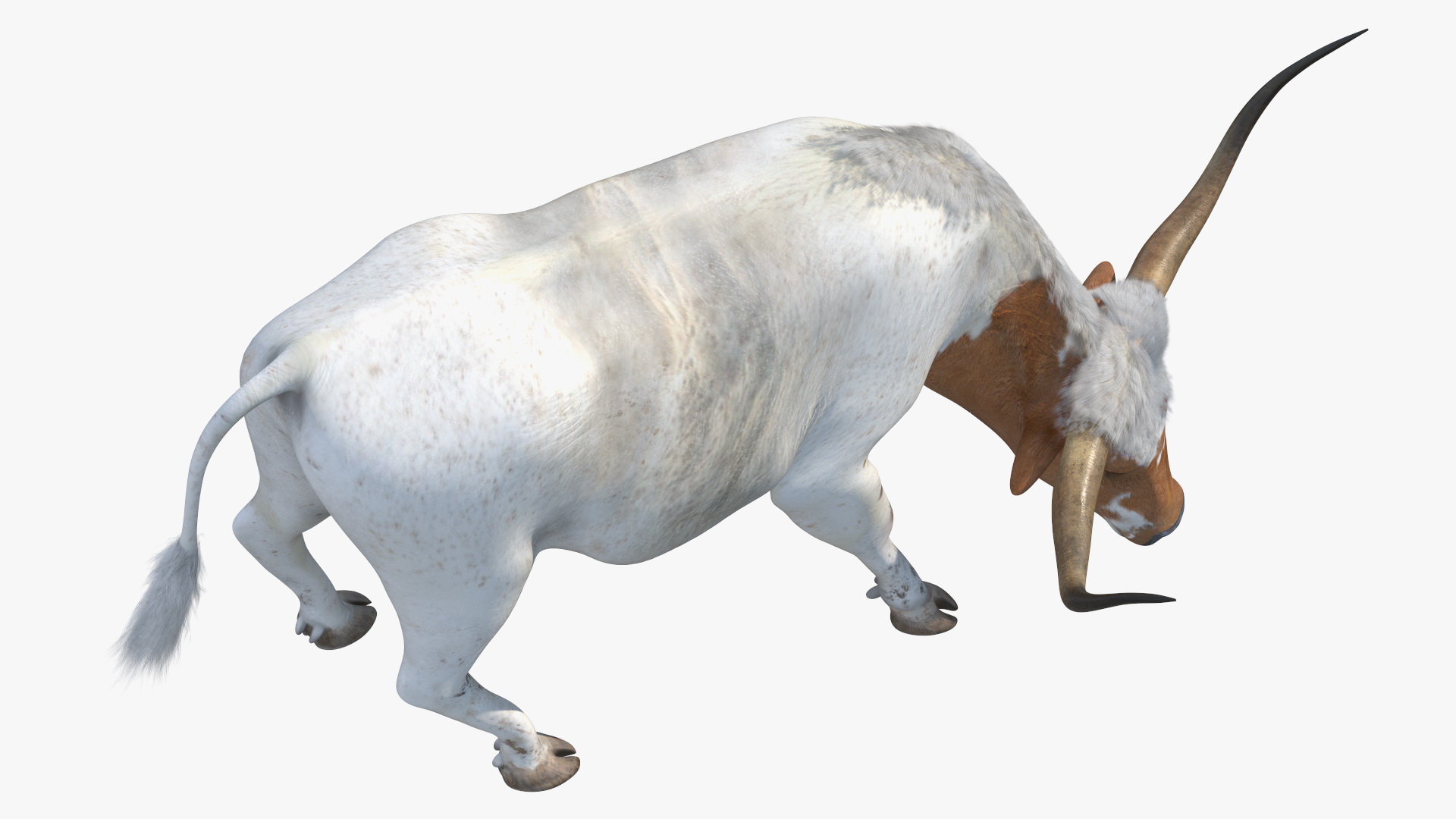 3D Texas Longhorn Cattle White Color model