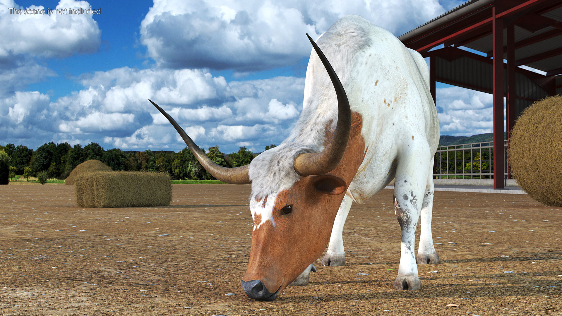 3D Texas Longhorn Cattle White Color model