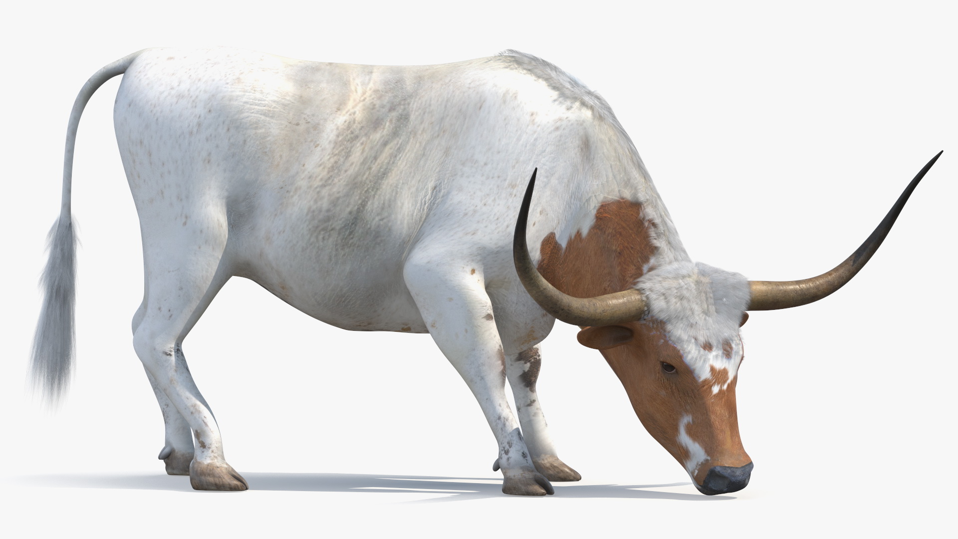 3D Texas Longhorn Cattle White Color model