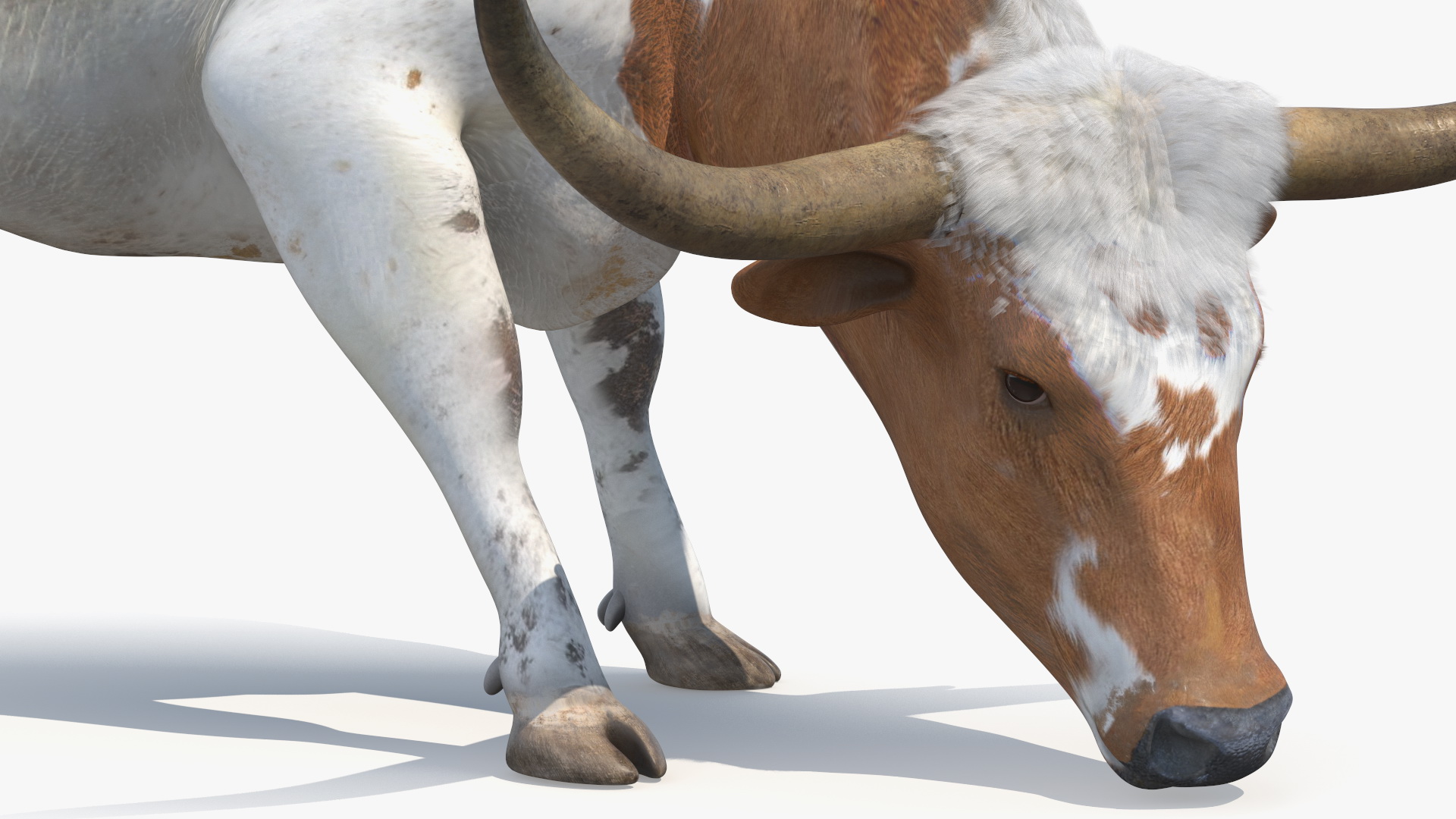 3D Texas Longhorn Cattle White Color model
