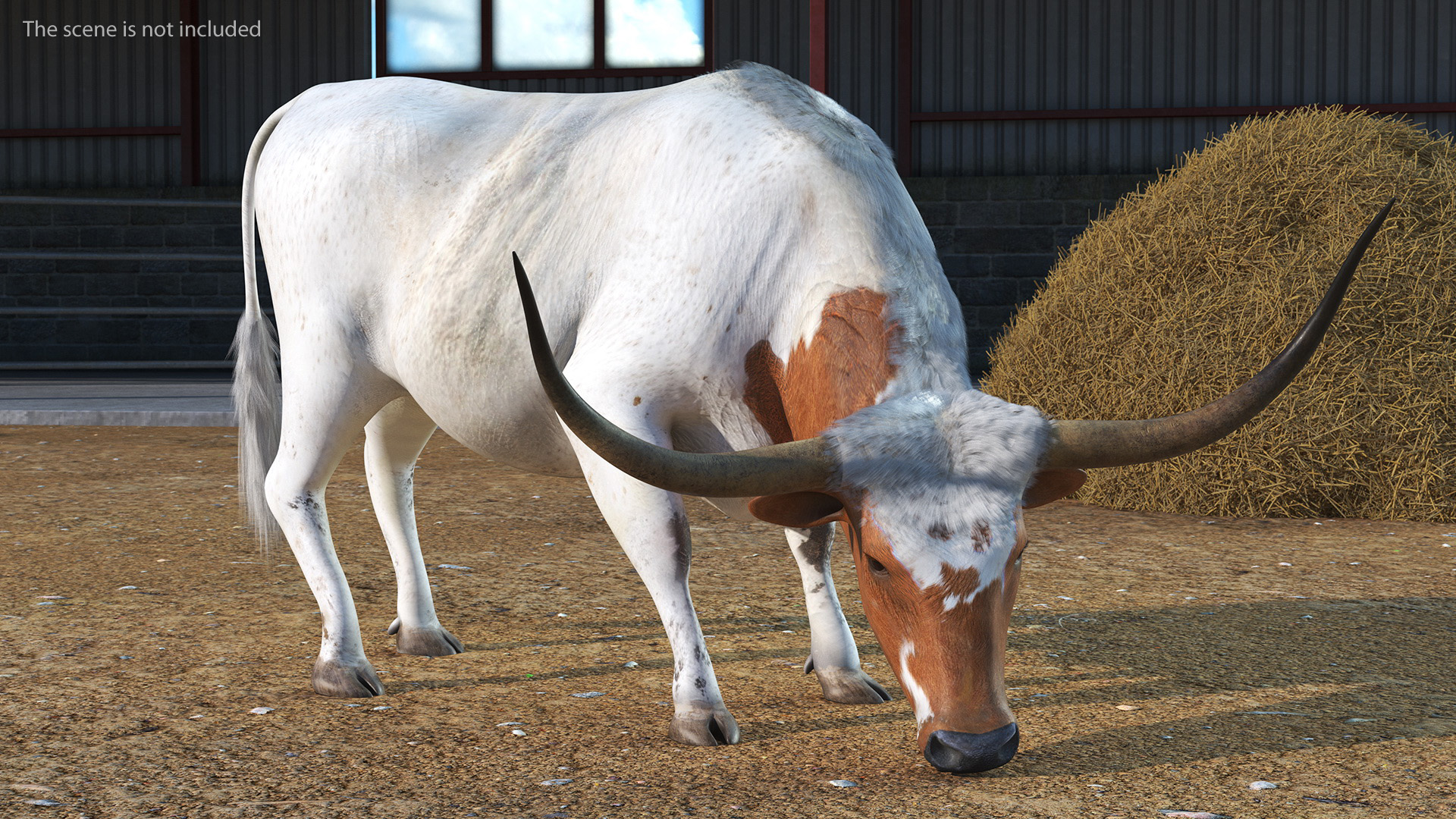 3D Texas Longhorn Cattle White Color model