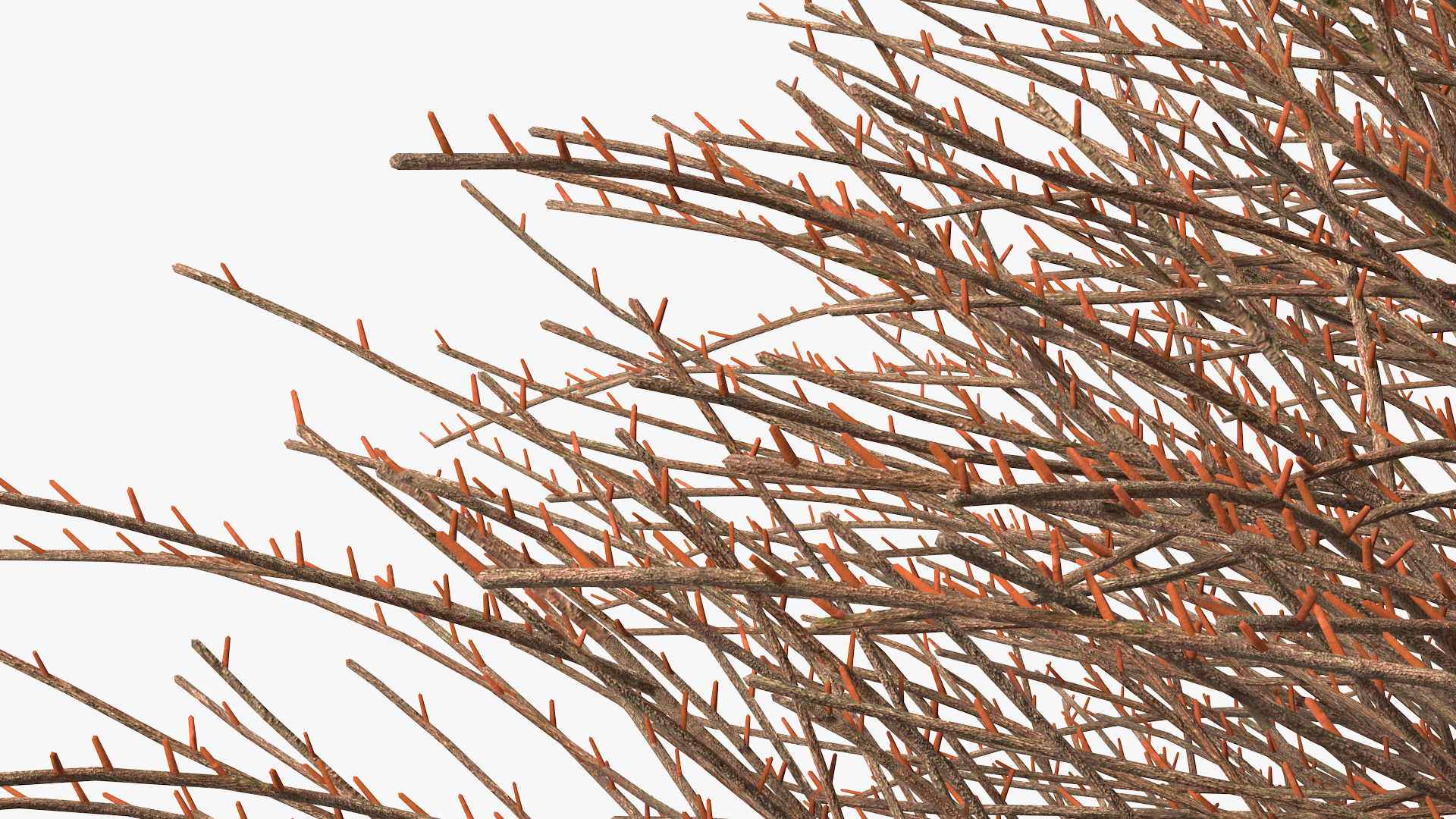 3D model Shrub Bark