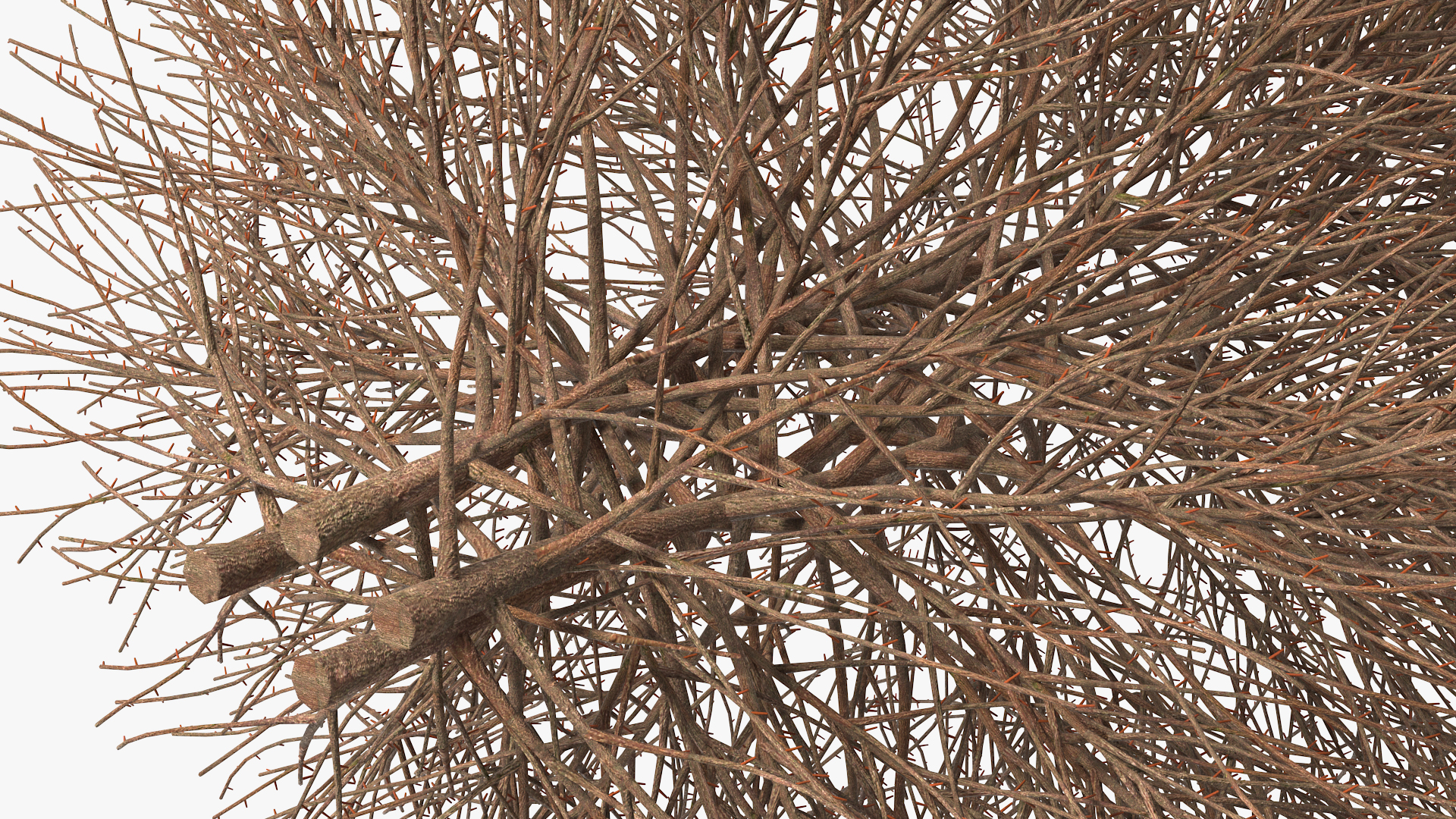 3D model Shrub Bark