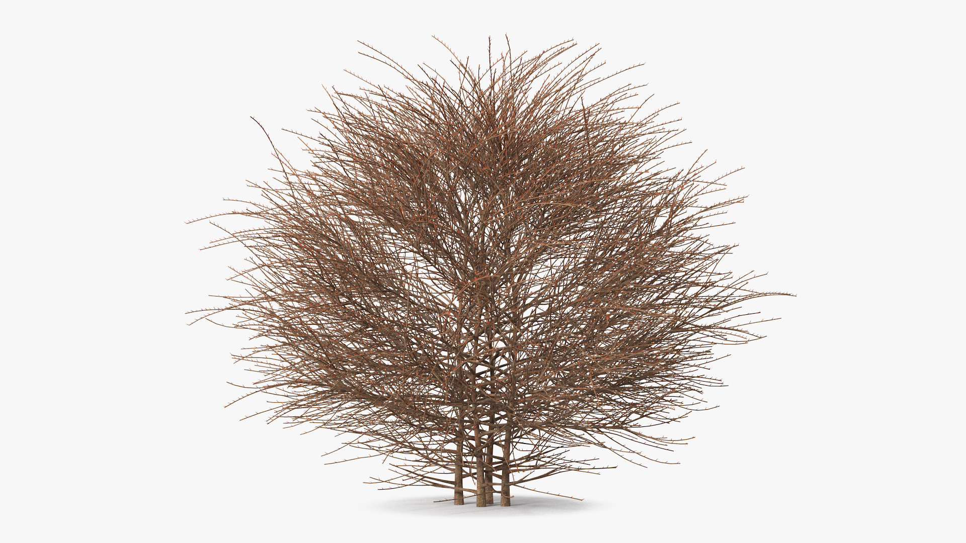3D model Shrub Bark