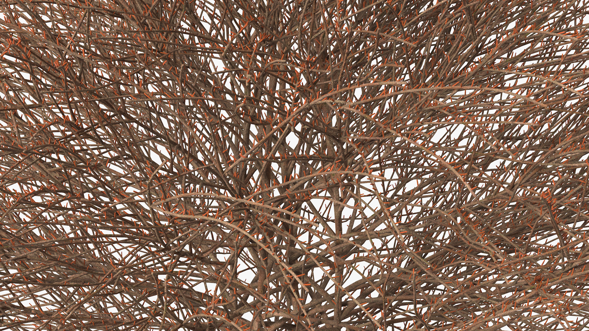 3D model Shrub Bark