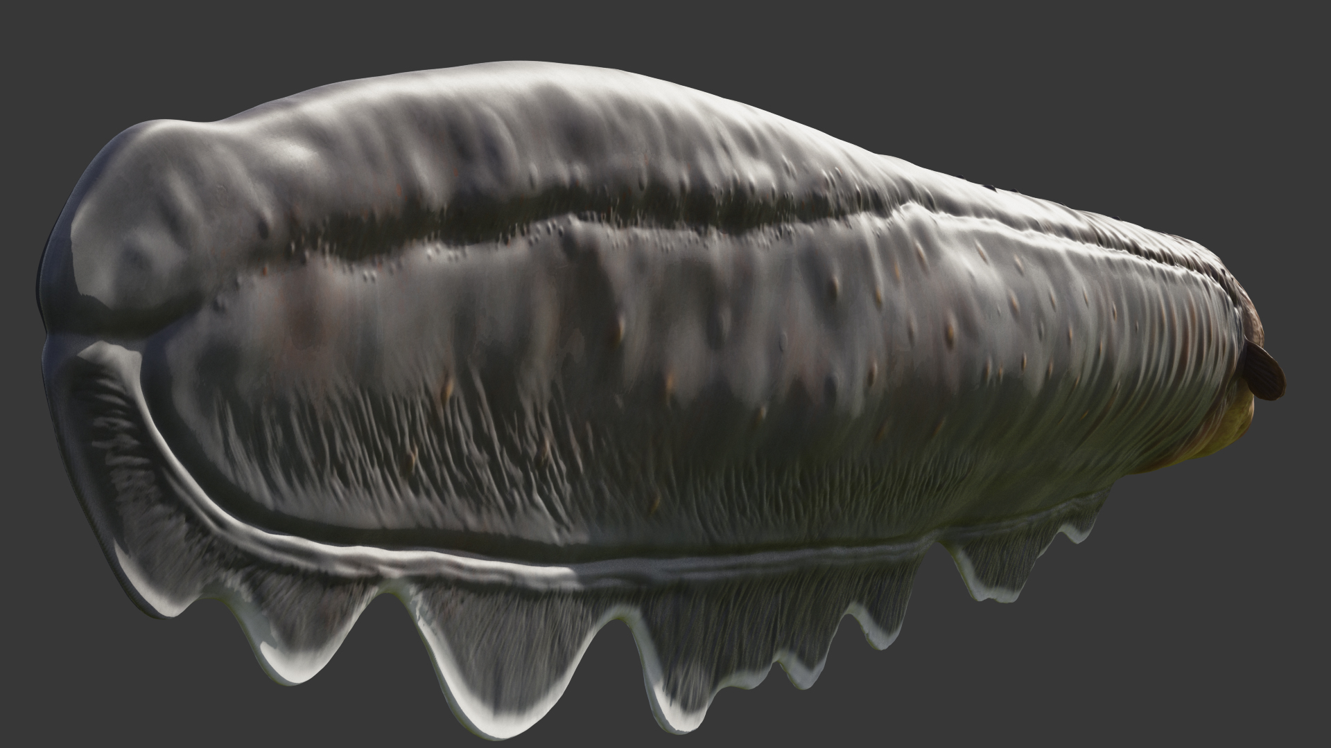 Electric Eel 3D