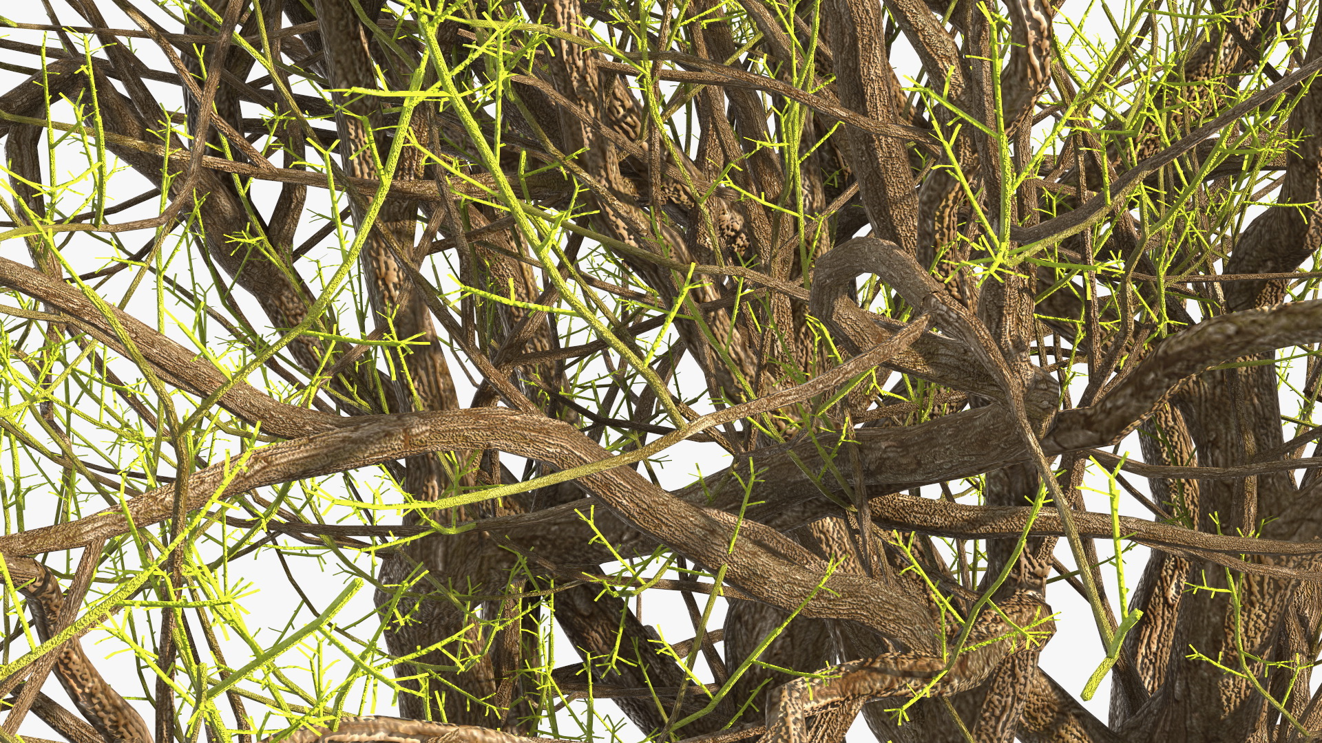 3D Old Pistachio Tree model