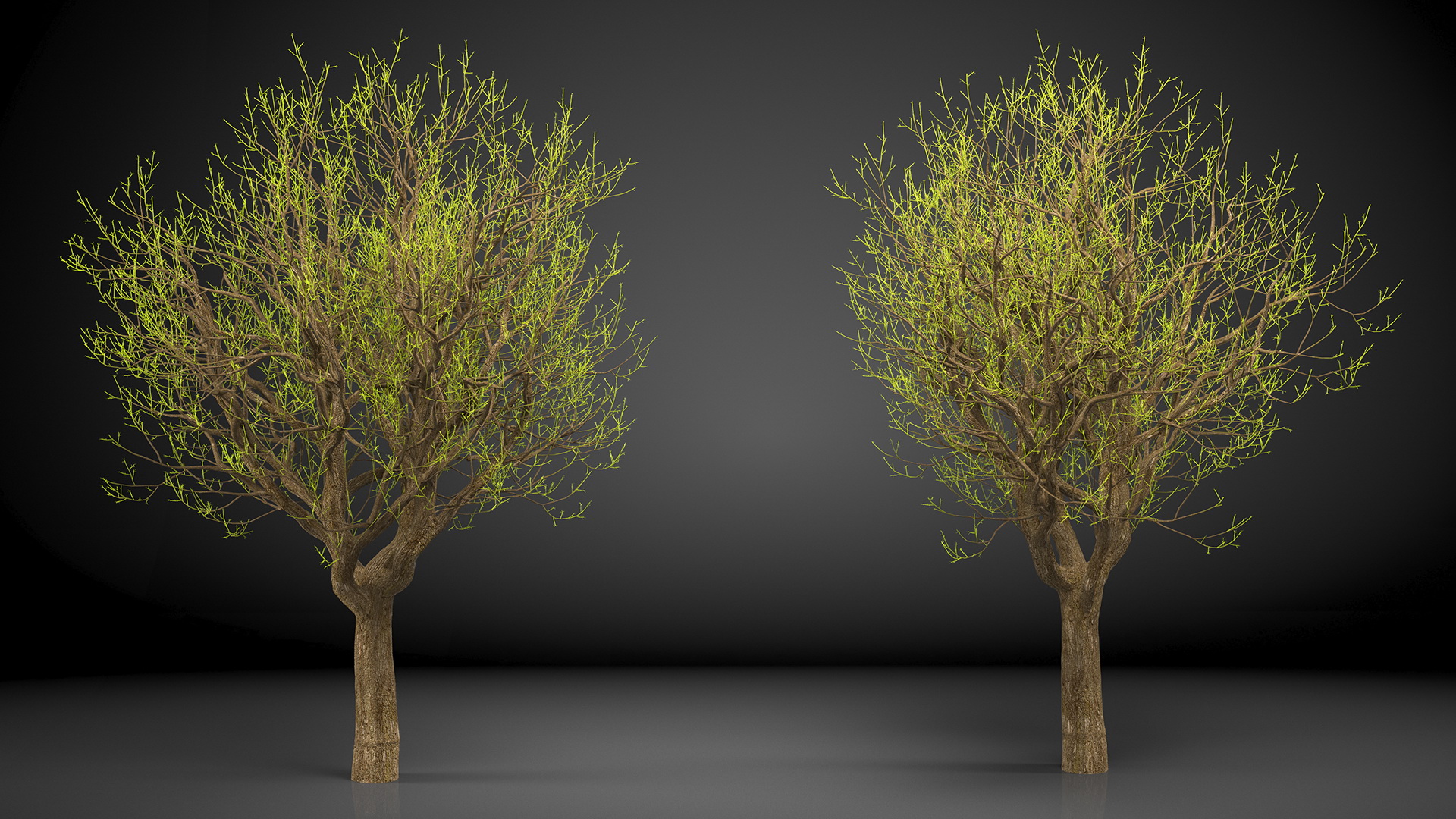 3D Old Pistachio Tree model