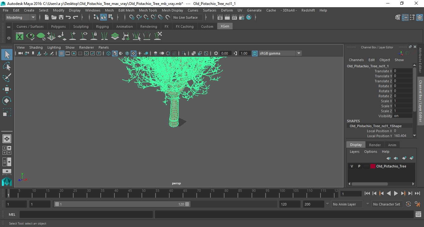 3D Old Pistachio Tree model