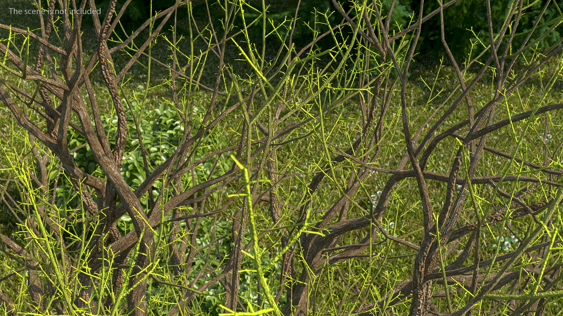 3D Old Pistachio Tree model