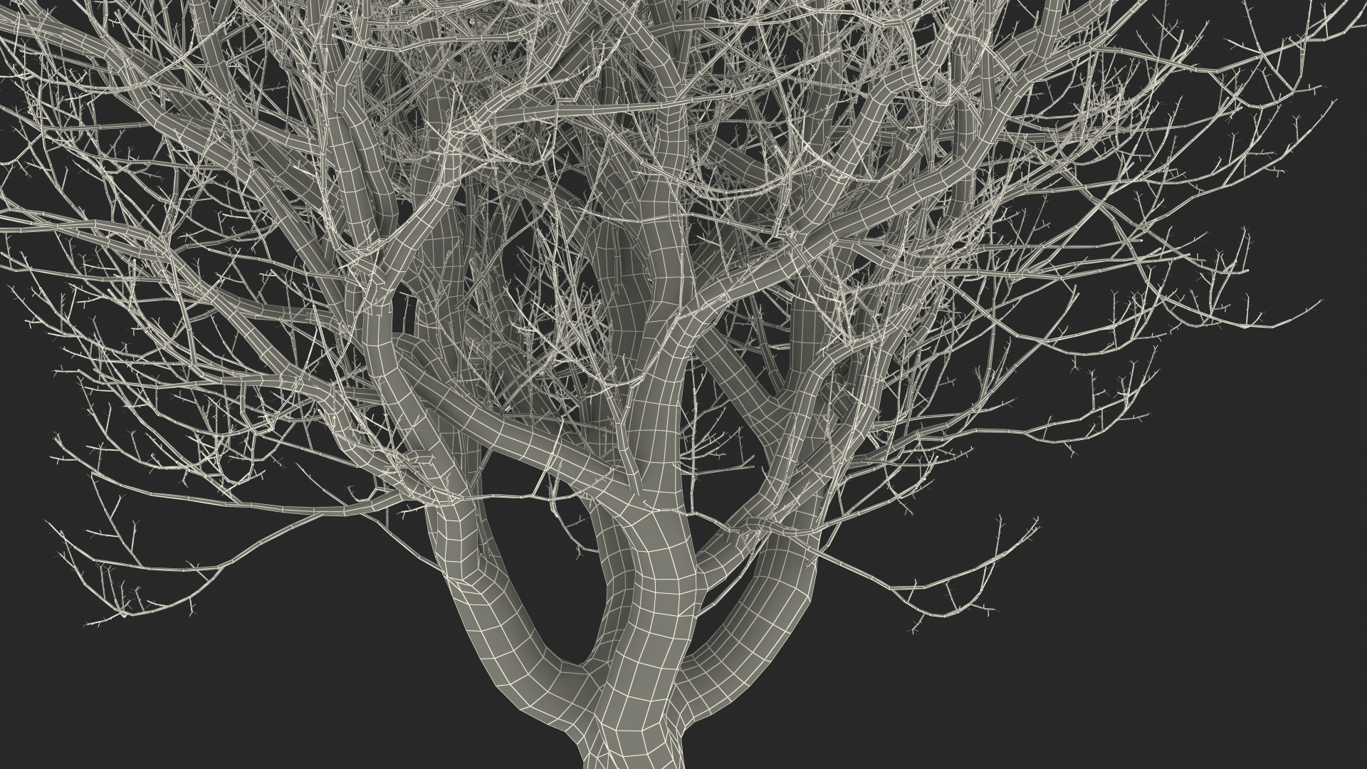 3D Old Pistachio Tree model