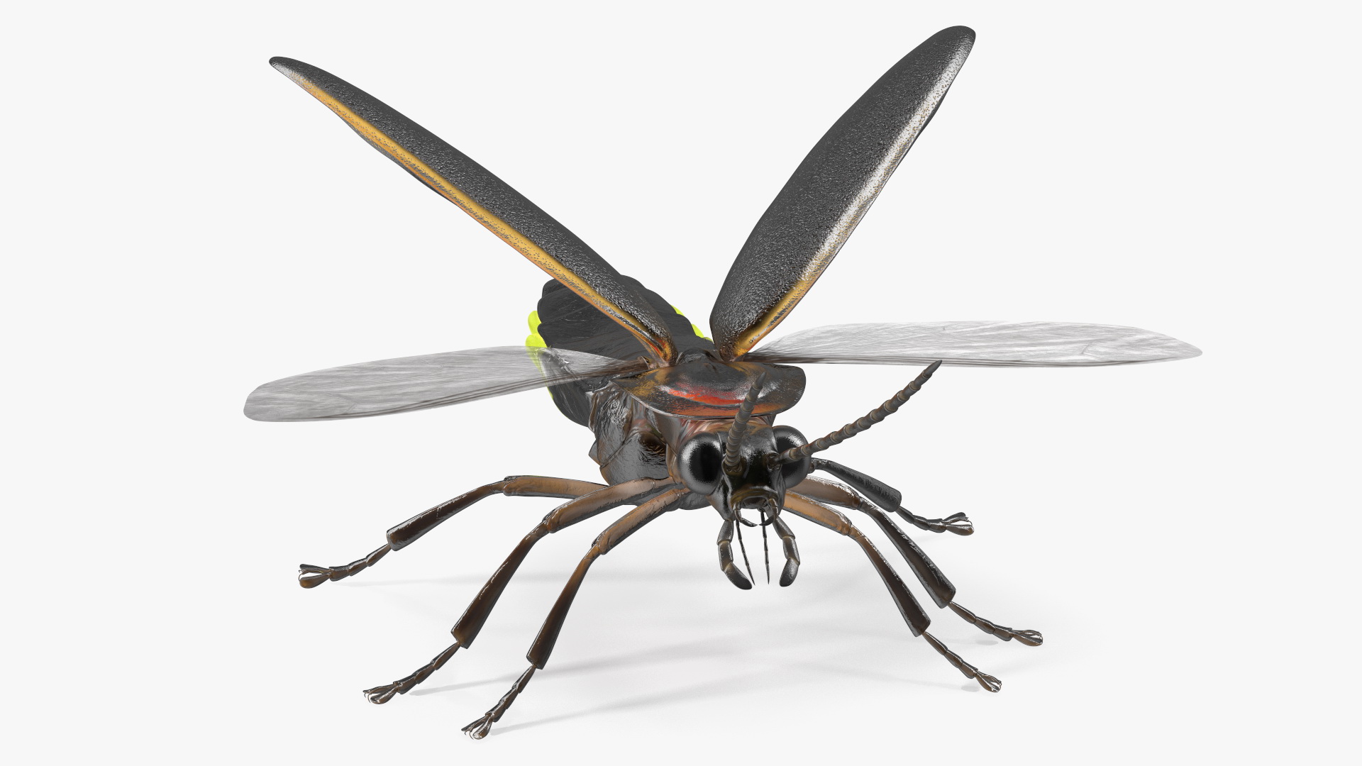 Eastern Firefly Glowing Basic Pose 3D model