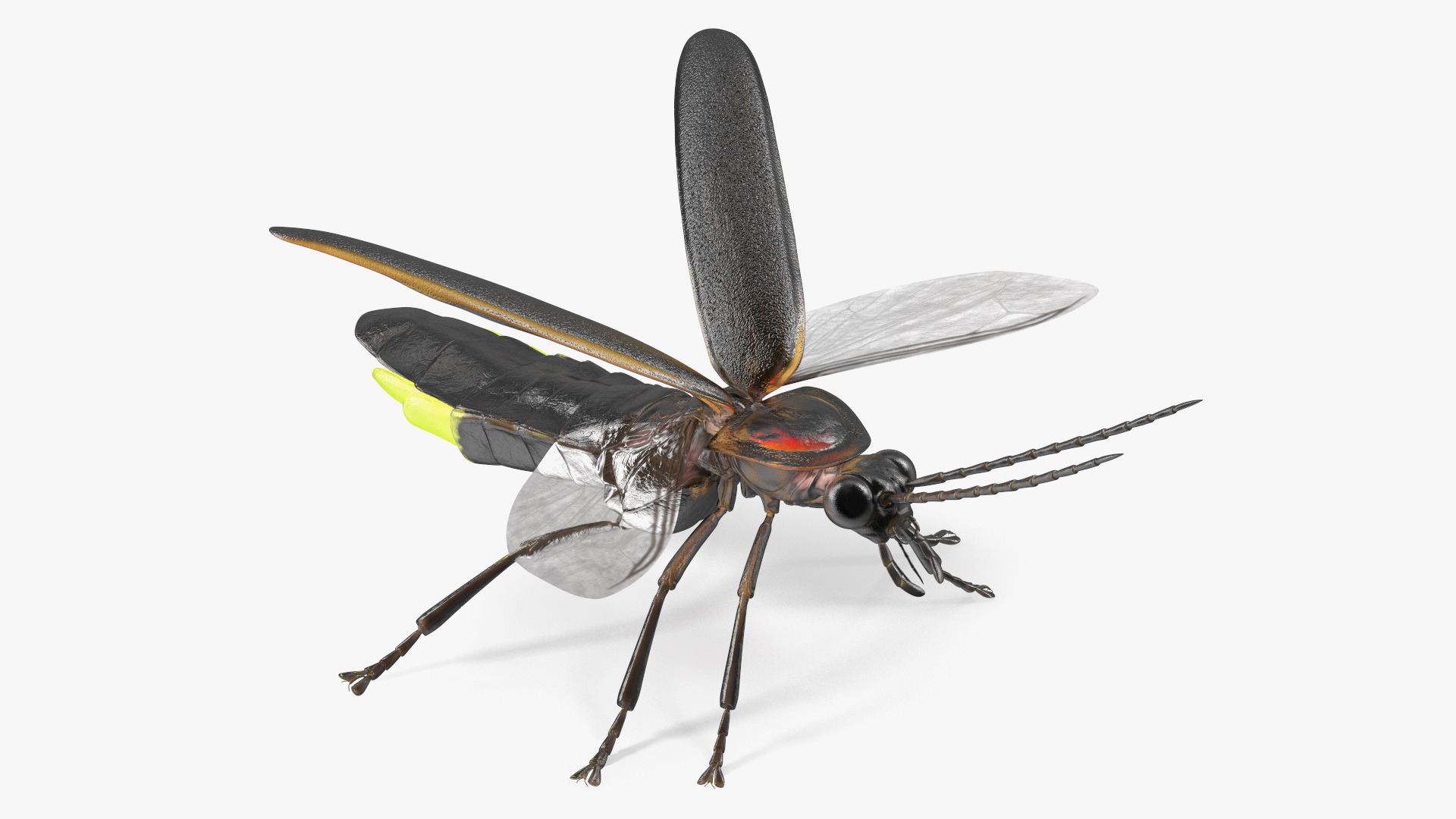 Eastern Firefly Glowing Basic Pose 3D model