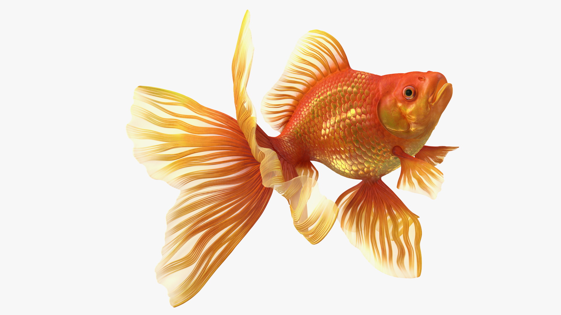 Orange Fancy Fantail Goldfish Swim 3D model