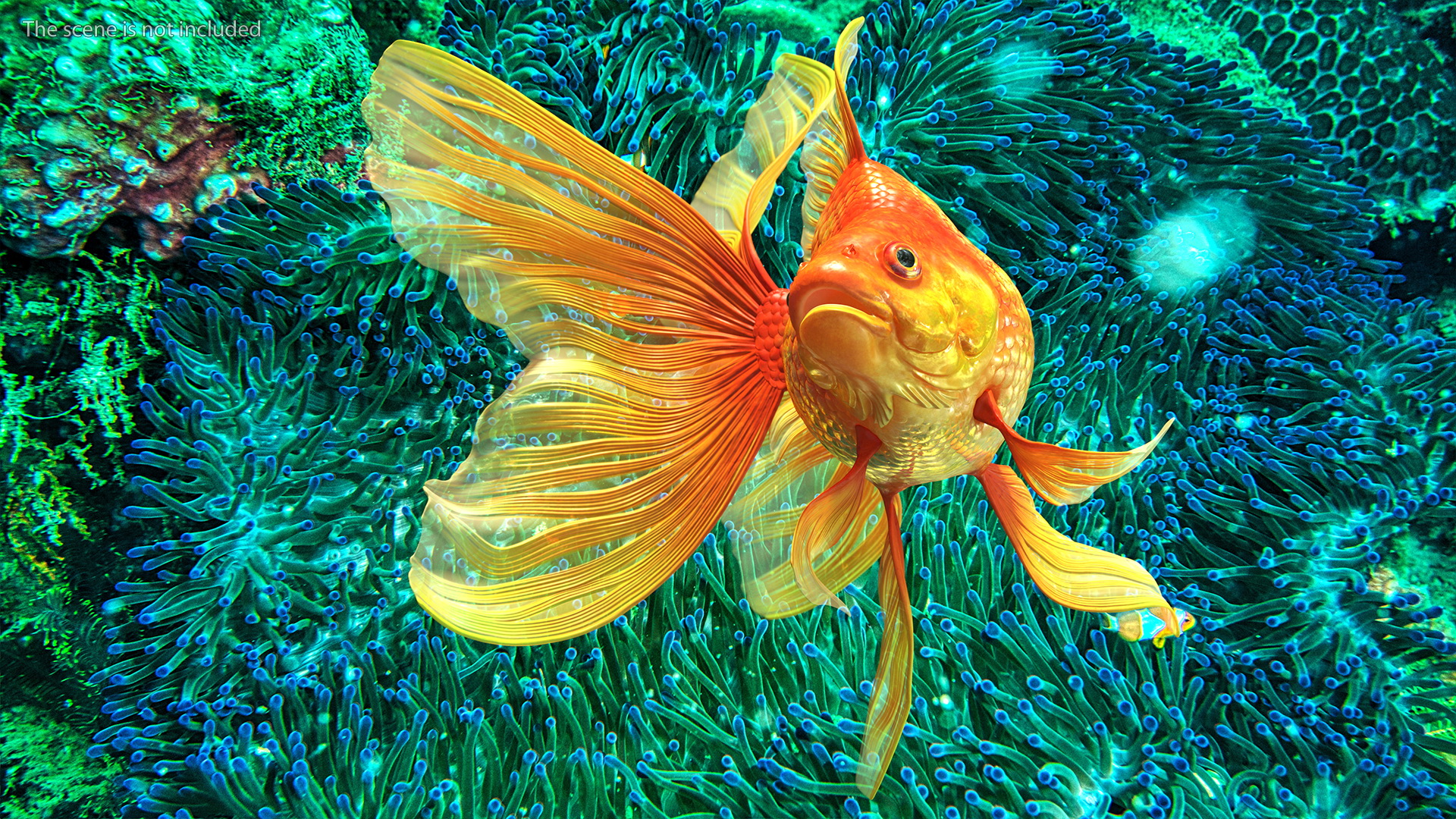 Orange Fancy Fantail Goldfish Swim 3D model