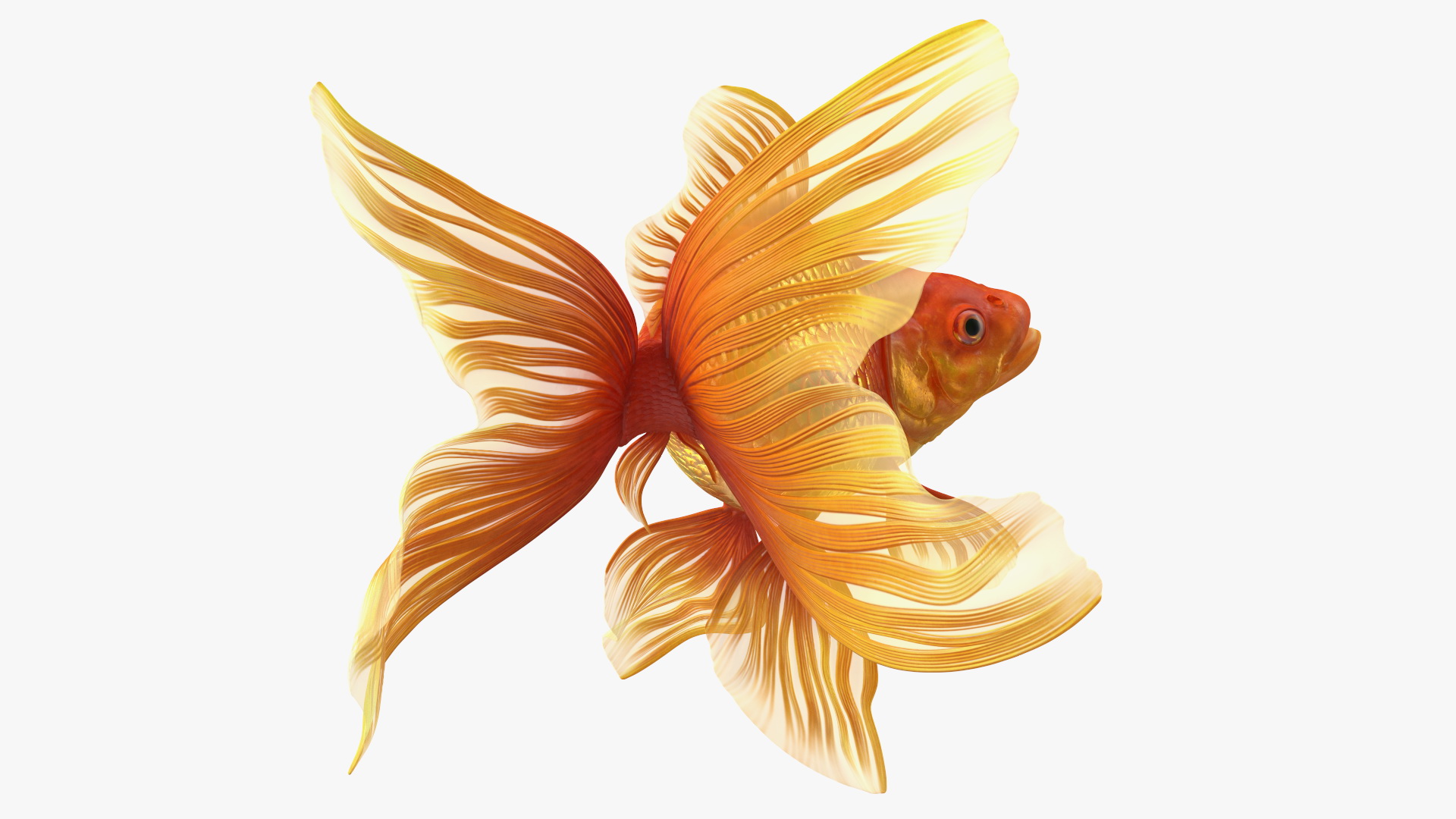 Orange Fancy Fantail Goldfish Swim 3D model