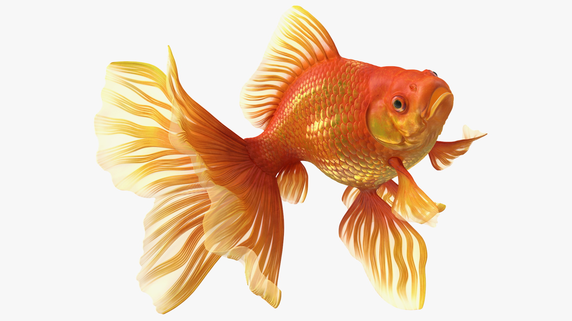 Orange Fancy Fantail Goldfish Swim 3D model
