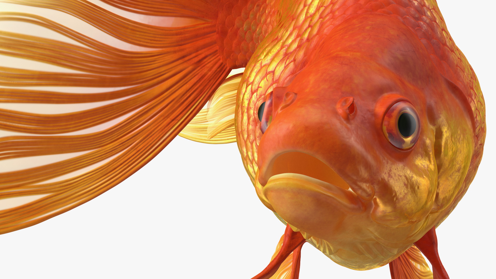 Orange Fancy Fantail Goldfish Swim 3D model