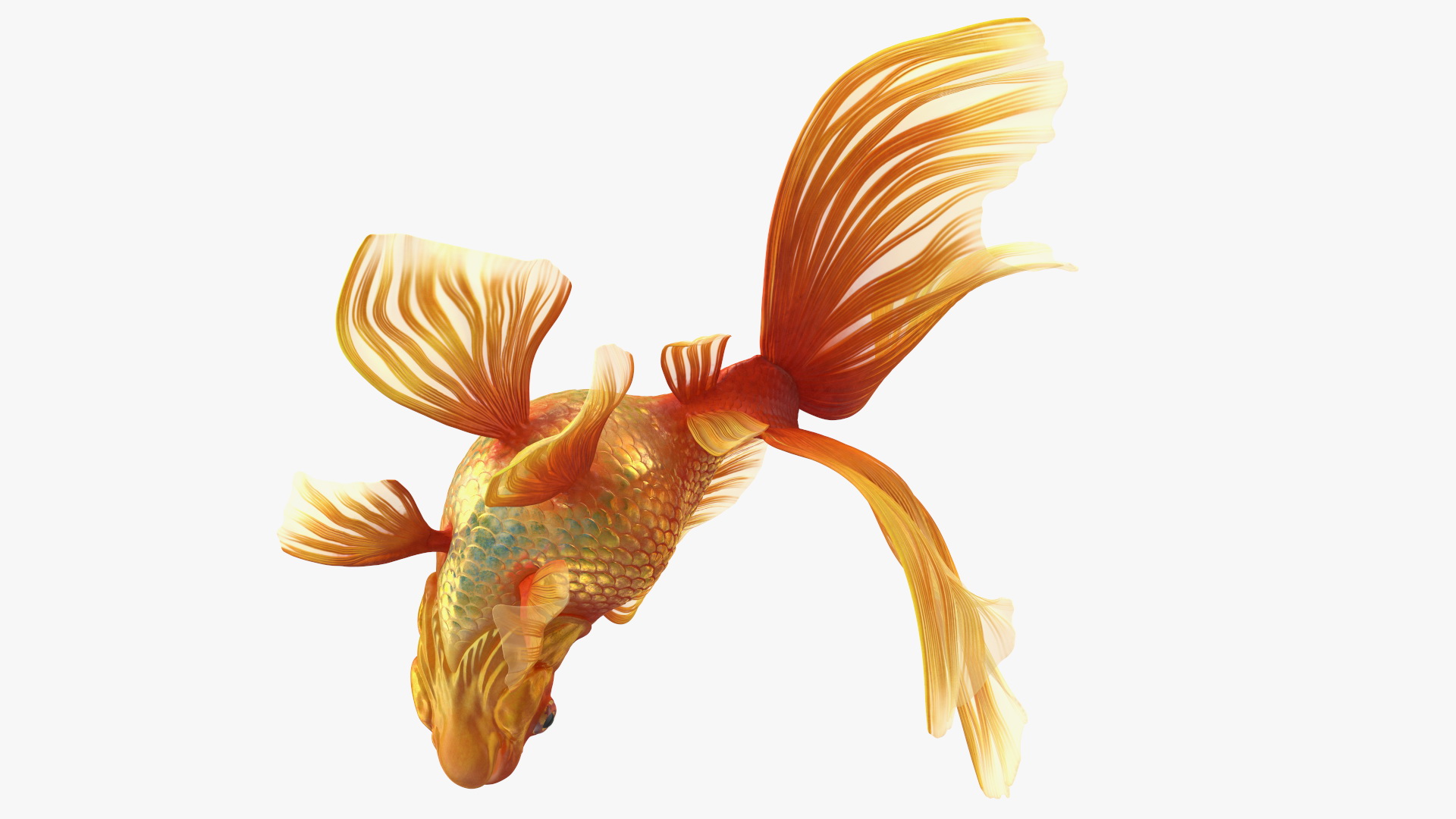 Orange Fancy Fantail Goldfish Swim 3D model
