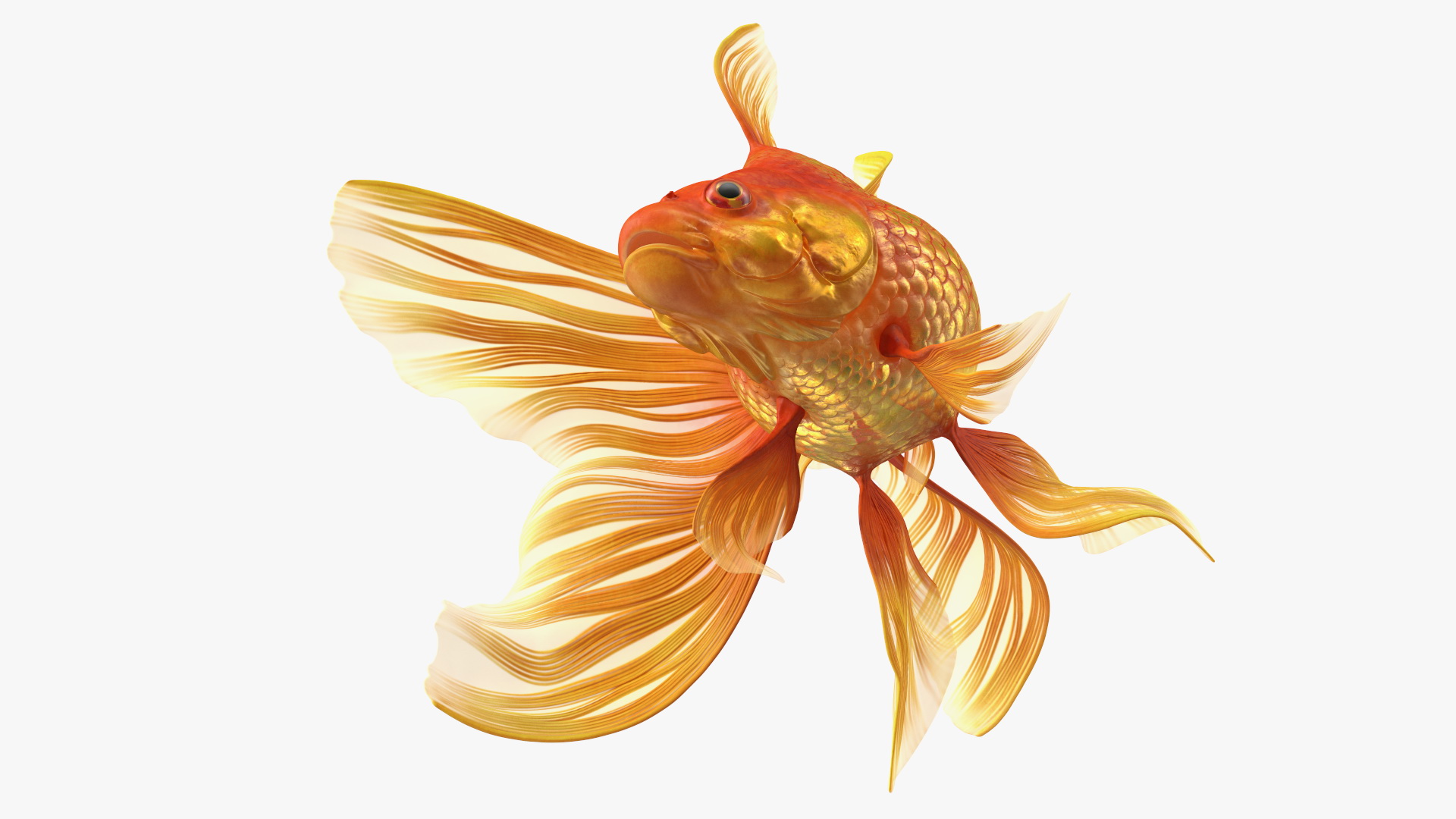 Orange Fancy Fantail Goldfish Swim 3D model