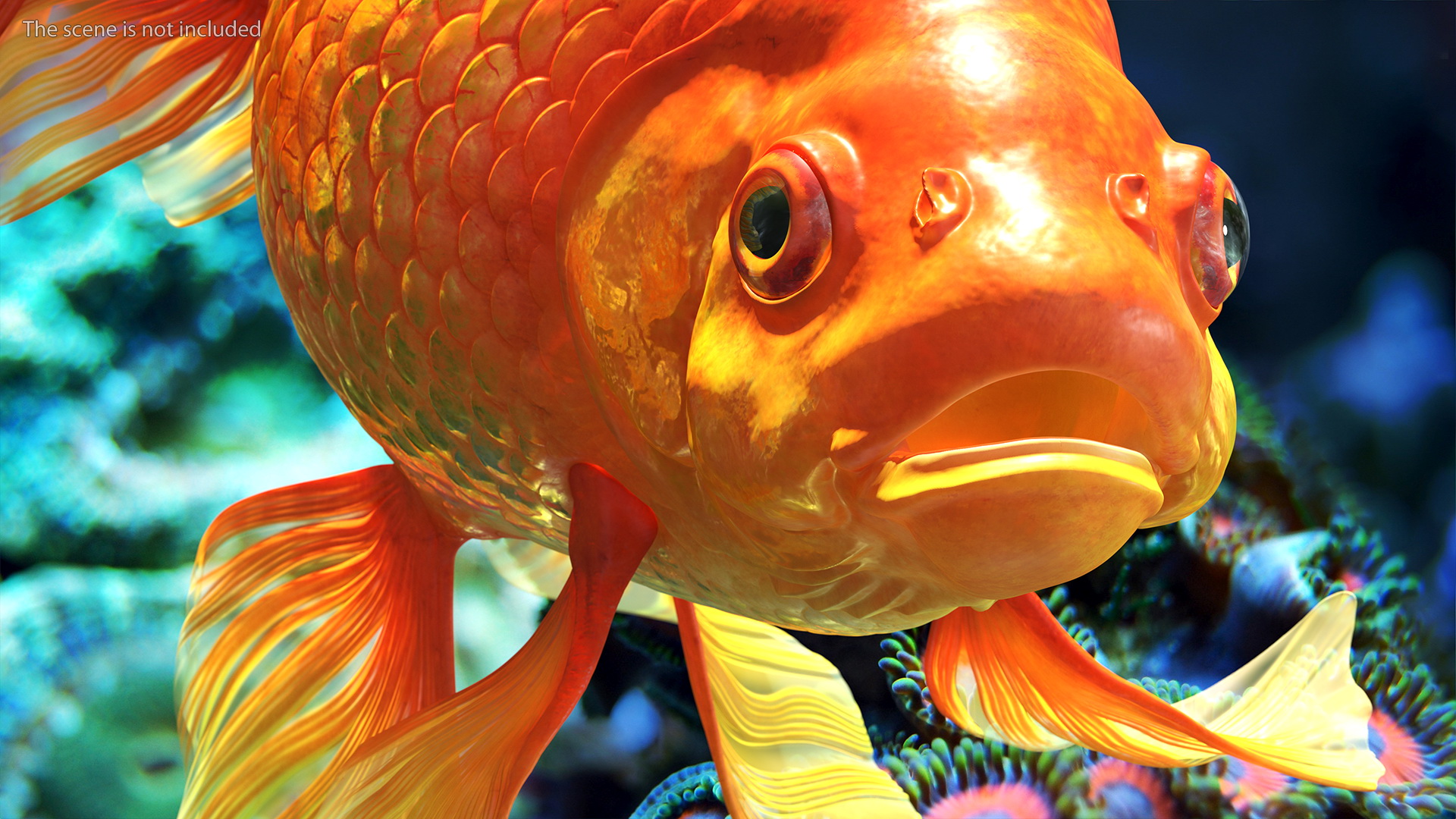 Orange Fancy Fantail Goldfish Swim 3D model