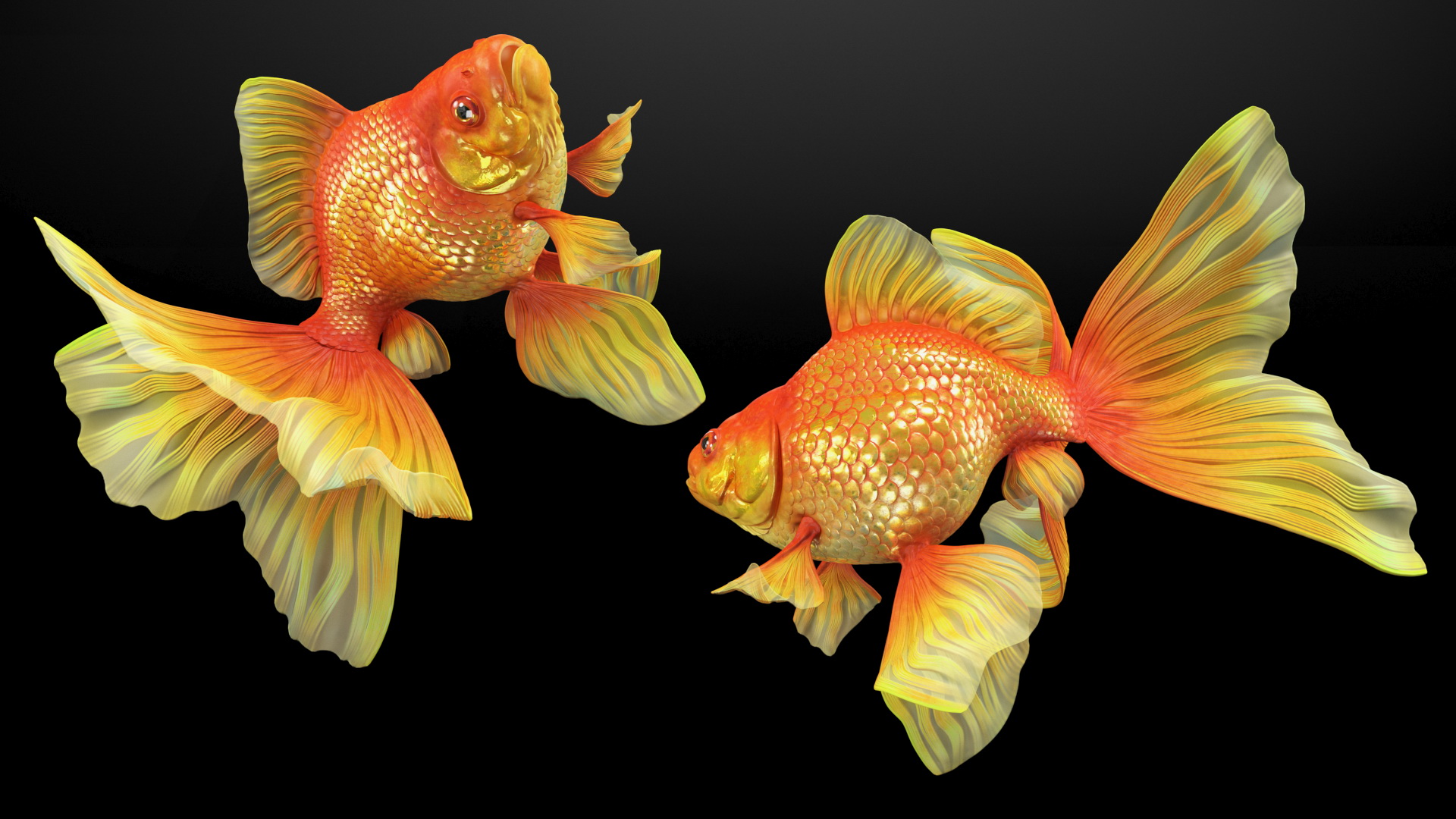Orange Fancy Fantail Goldfish Swim 3D model