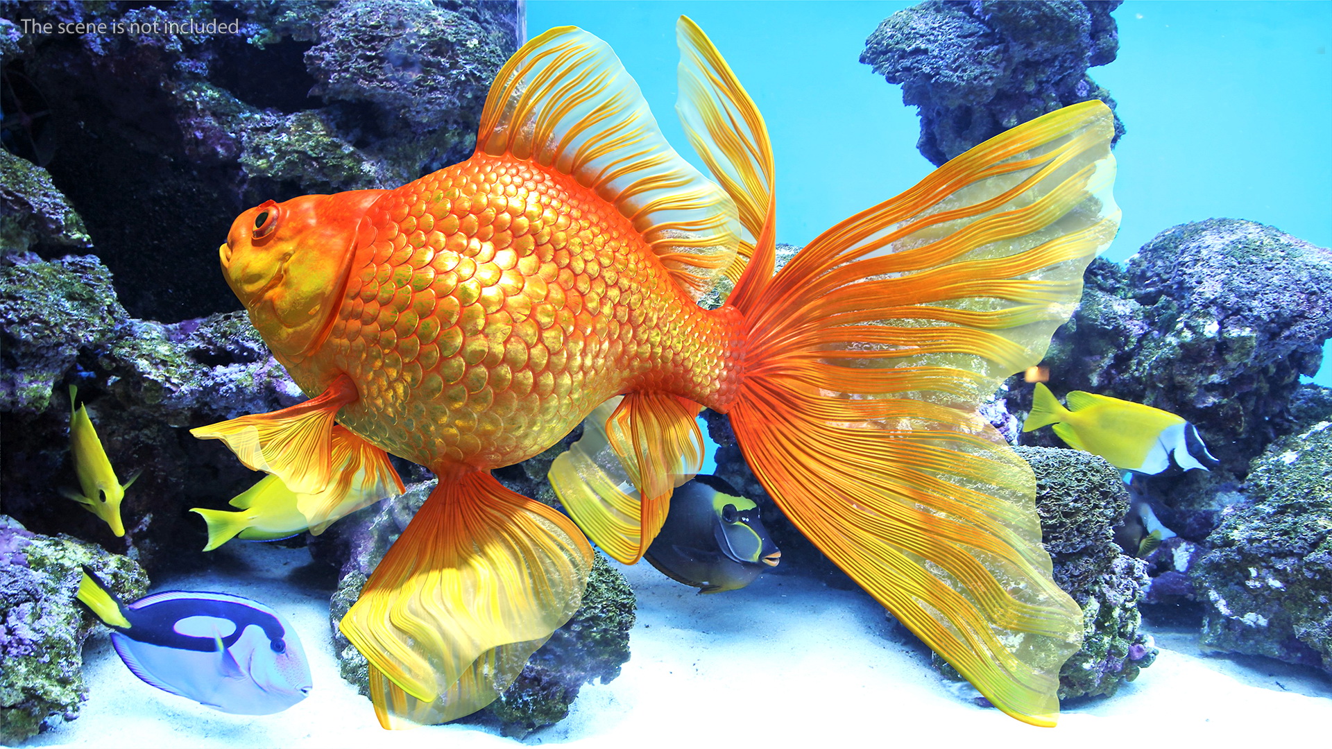 Orange Fancy Fantail Goldfish Swim 3D model