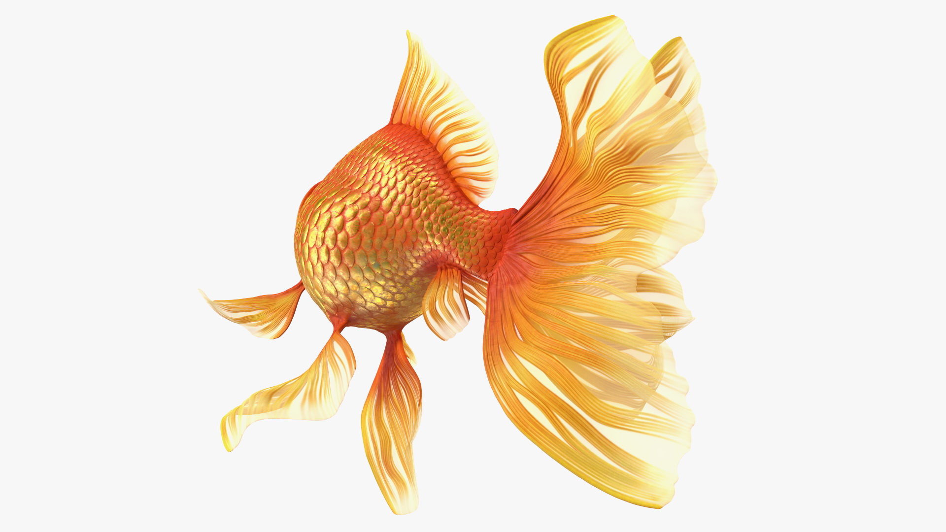 Orange Fancy Fantail Goldfish Swim 3D model