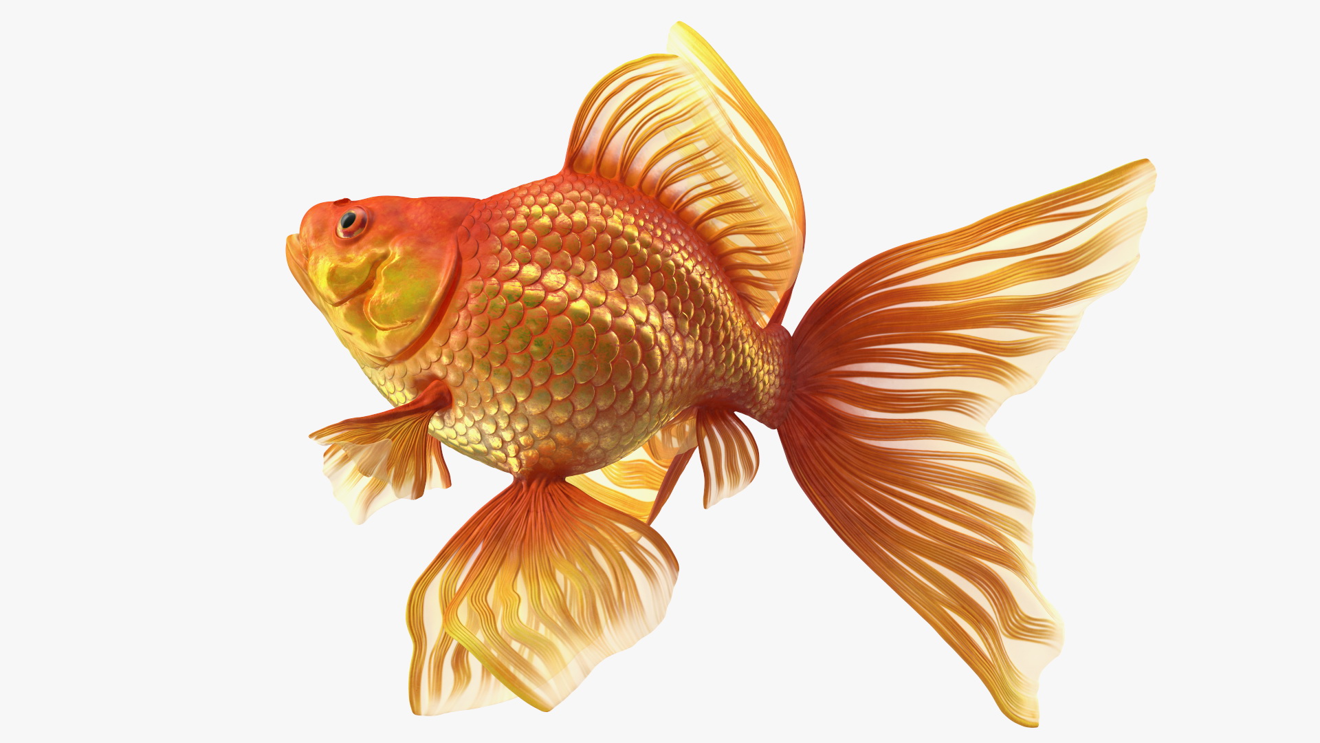 Orange Fancy Fantail Goldfish Swim 3D model