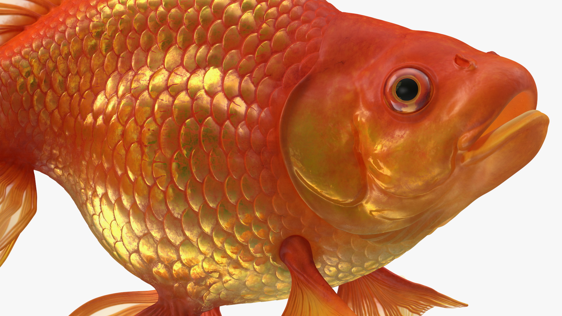 Orange Fancy Fantail Goldfish Swim 3D model