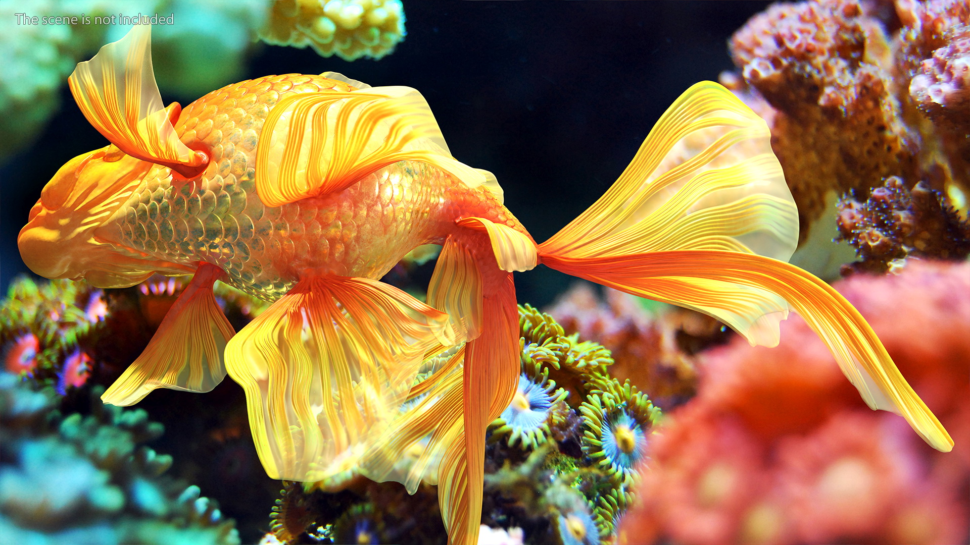 Orange Fancy Fantail Goldfish Swim 3D model