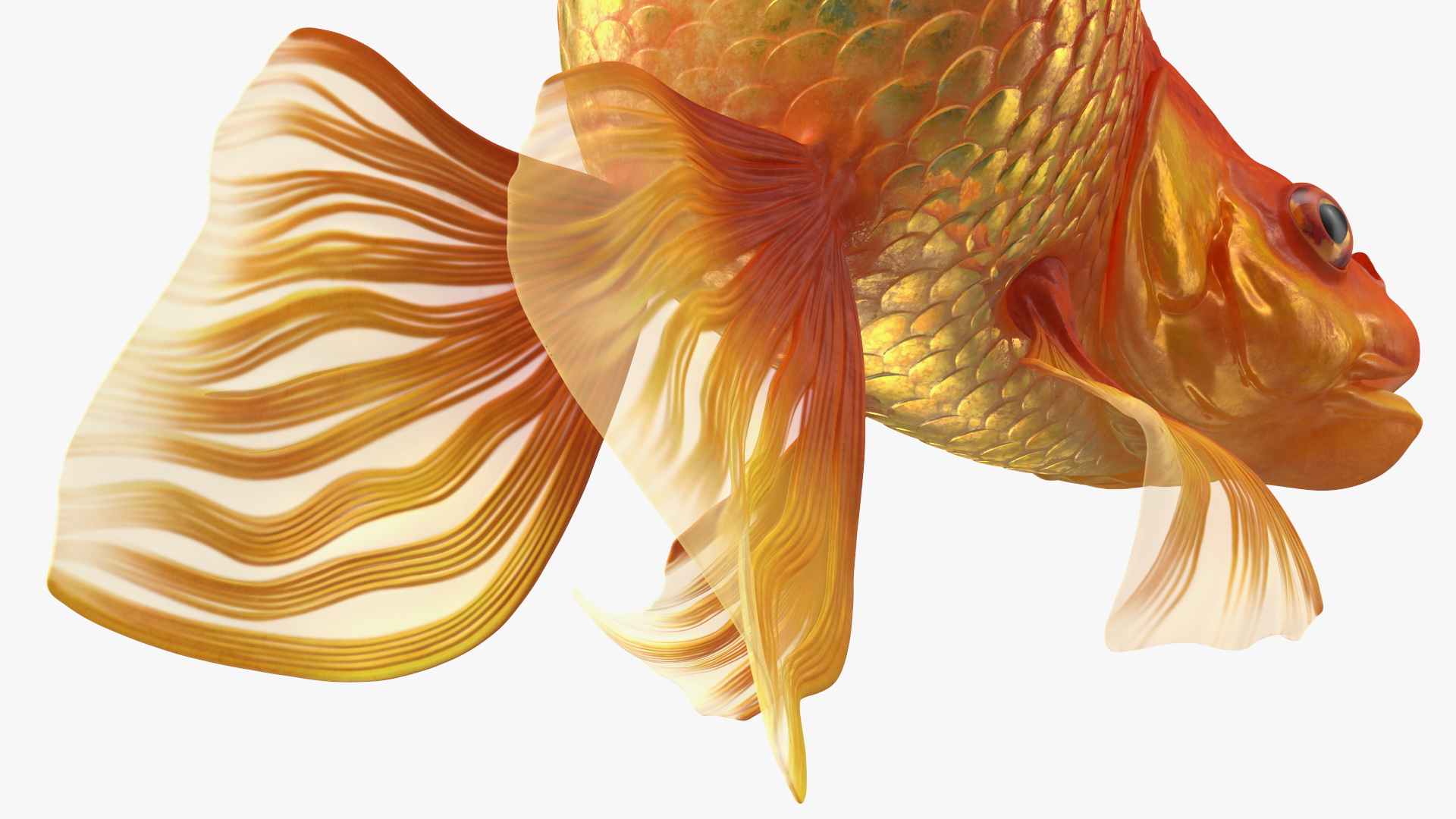 Orange Fancy Fantail Goldfish Swim 3D model