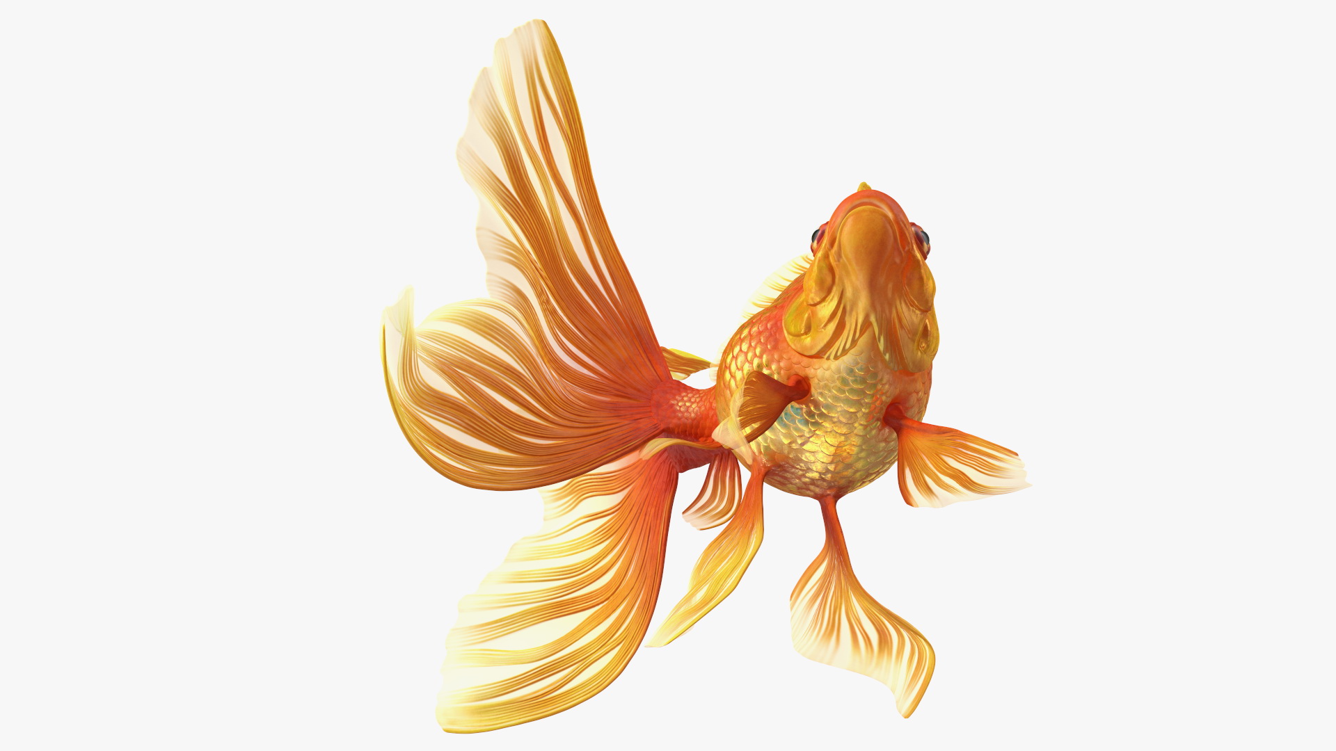 Orange Fancy Fantail Goldfish Swim 3D model