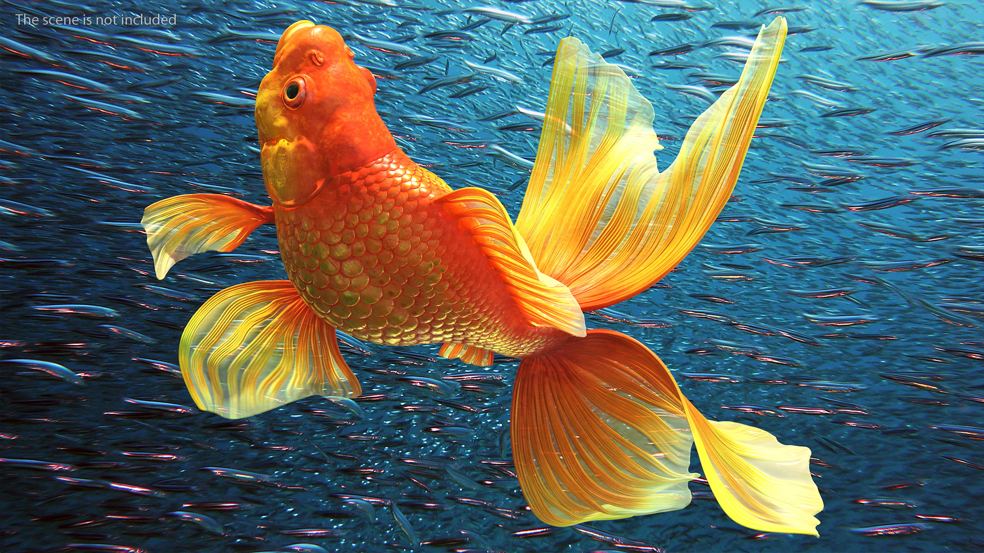 Orange Fancy Fantail Goldfish Swim 3D model