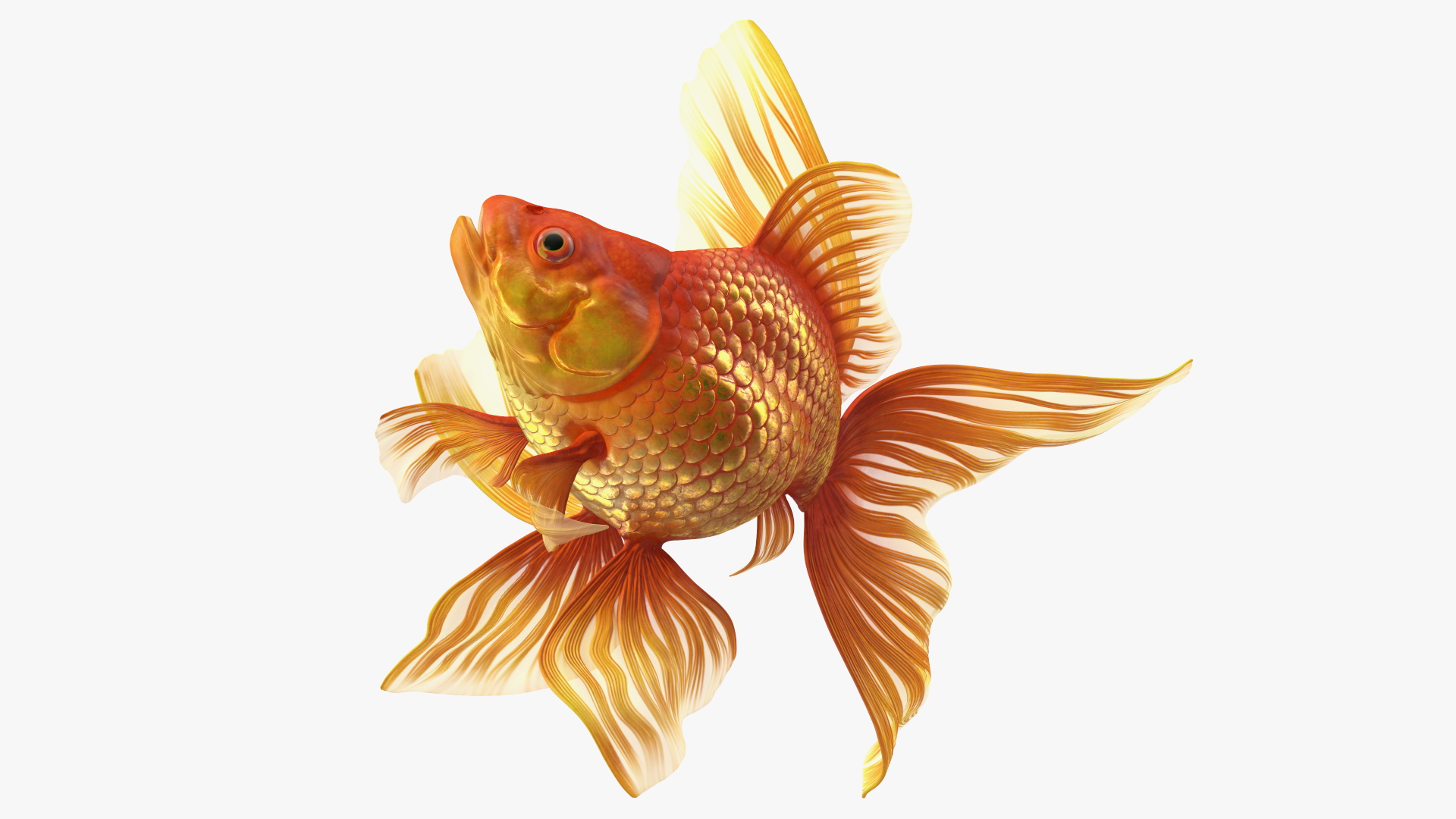 Orange Fancy Fantail Goldfish Swim 3D model