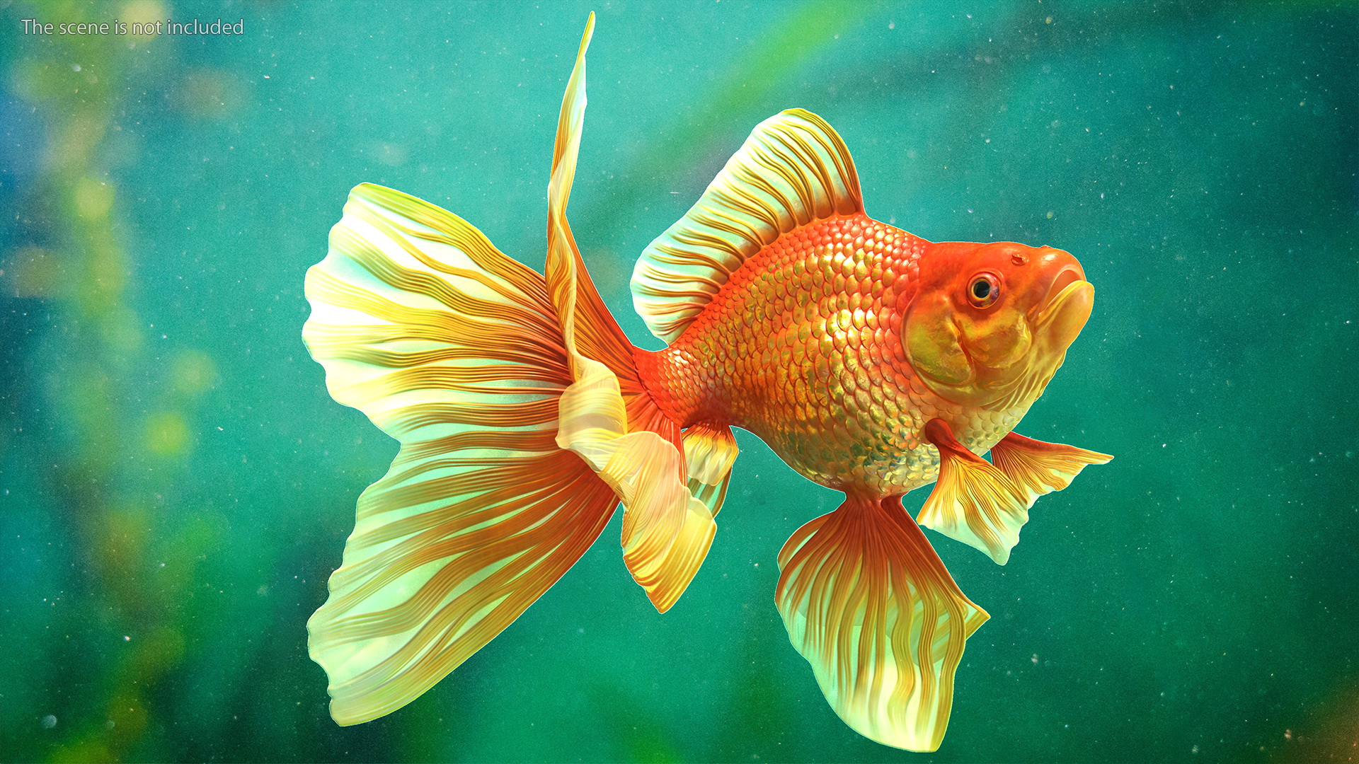 Orange Fancy Fantail Goldfish Swim 3D model
