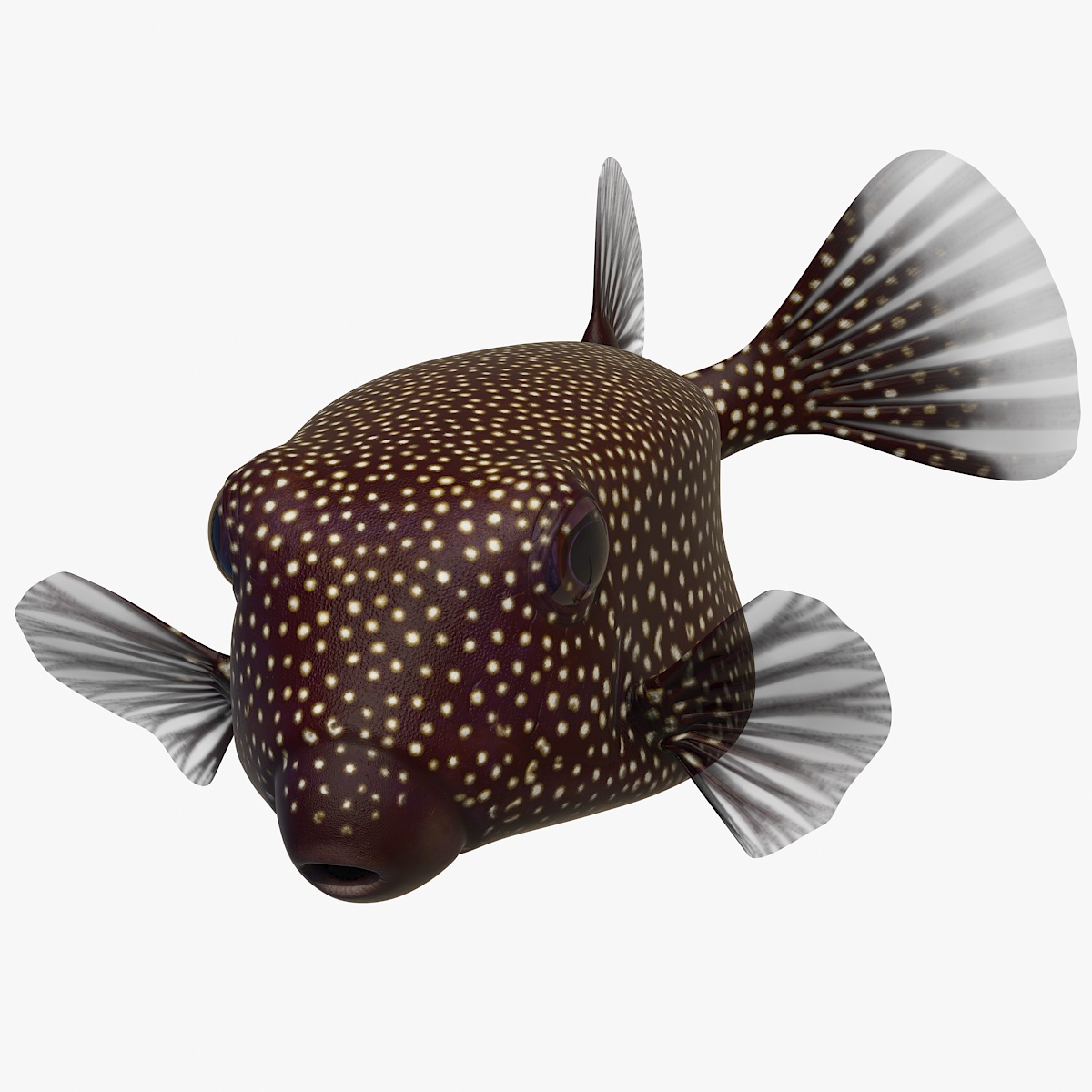 Ostracion Meleagris Fish Brown Rigged 3D