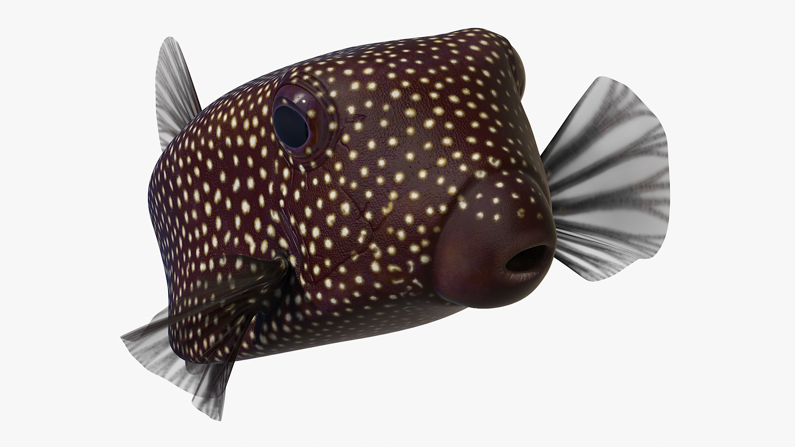 Ostracion Meleagris Fish Brown Rigged 3D