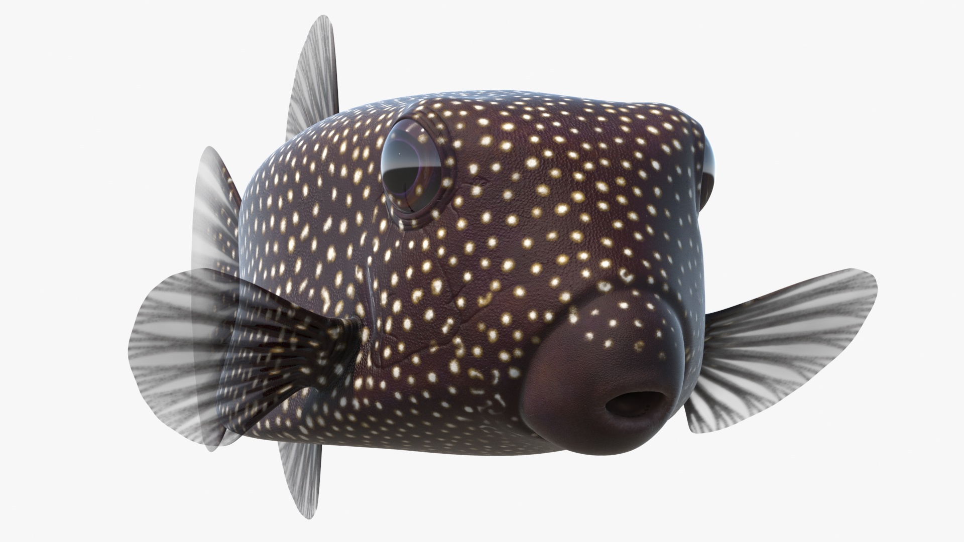 Ostracion Meleagris Fish Brown Rigged 3D