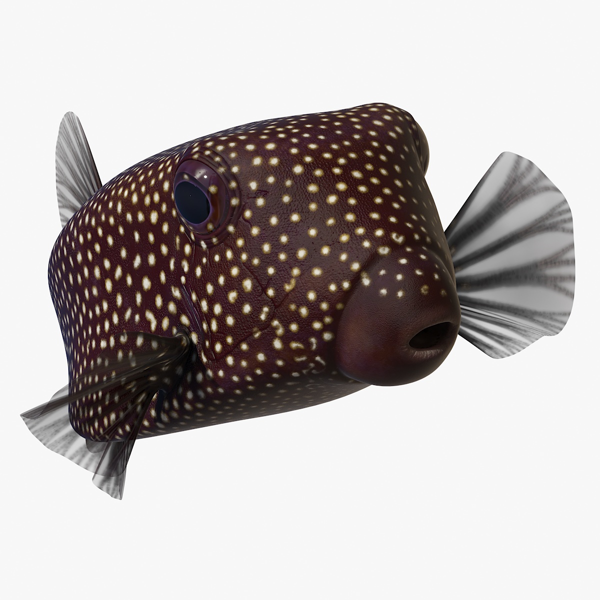 Ostracion Meleagris Fish Brown Rigged 3D