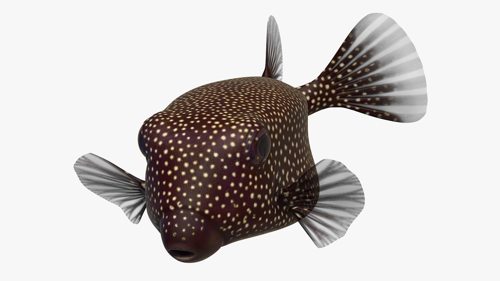 Ostracion Meleagris Fish Brown Rigged 3D