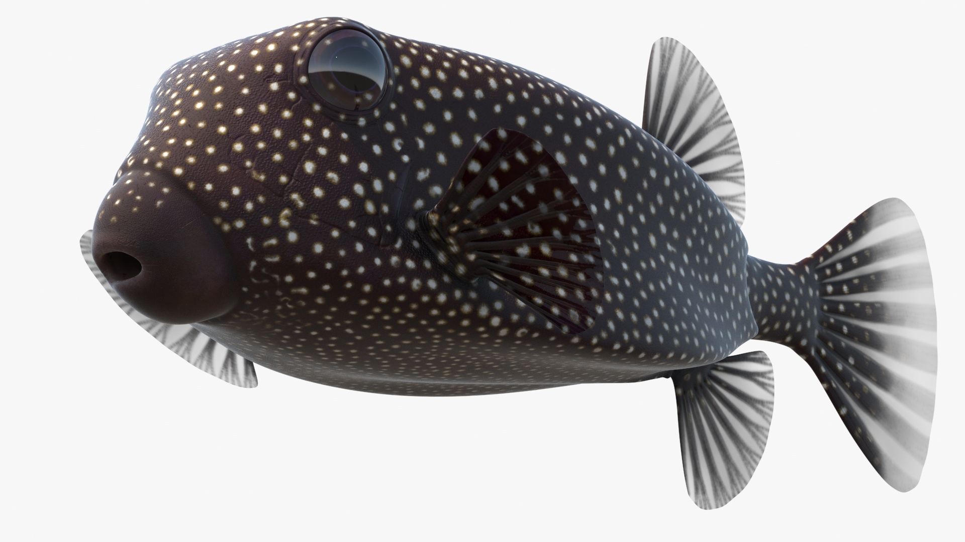 Ostracion Meleagris Fish Brown Rigged 3D