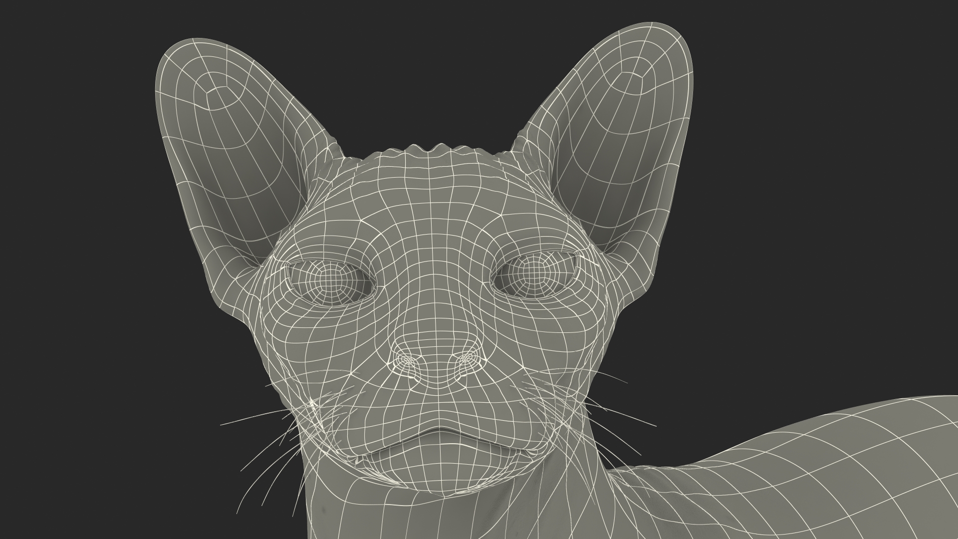 Bicolor Sphynx Cat Lying Pose 3D model