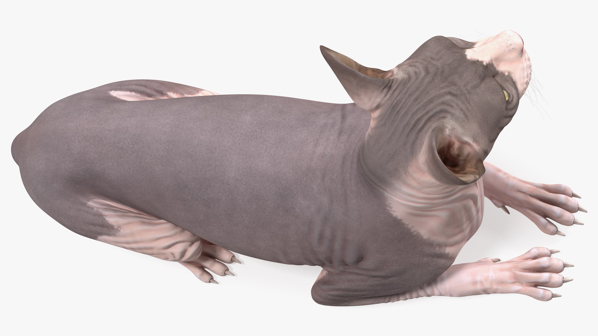 Bicolor Sphynx Cat Lying Pose 3D model