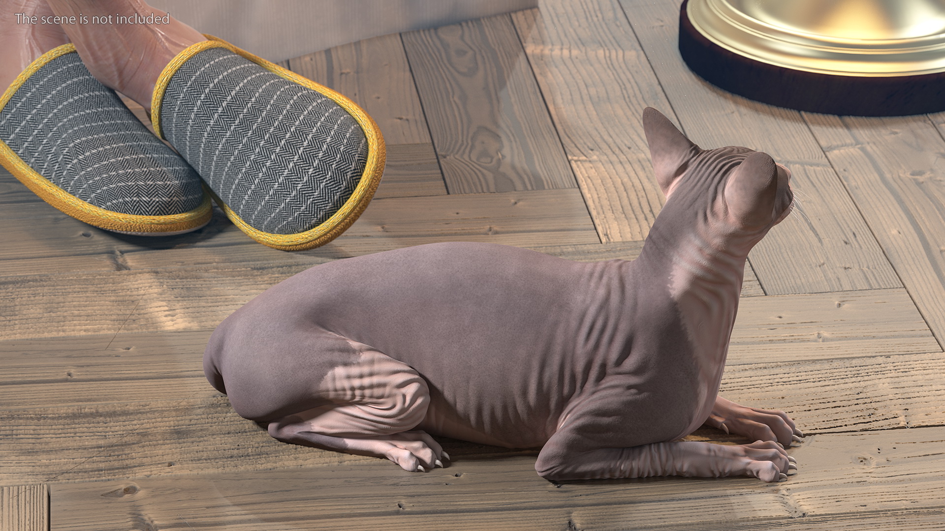 Bicolor Sphynx Cat Lying Pose 3D model