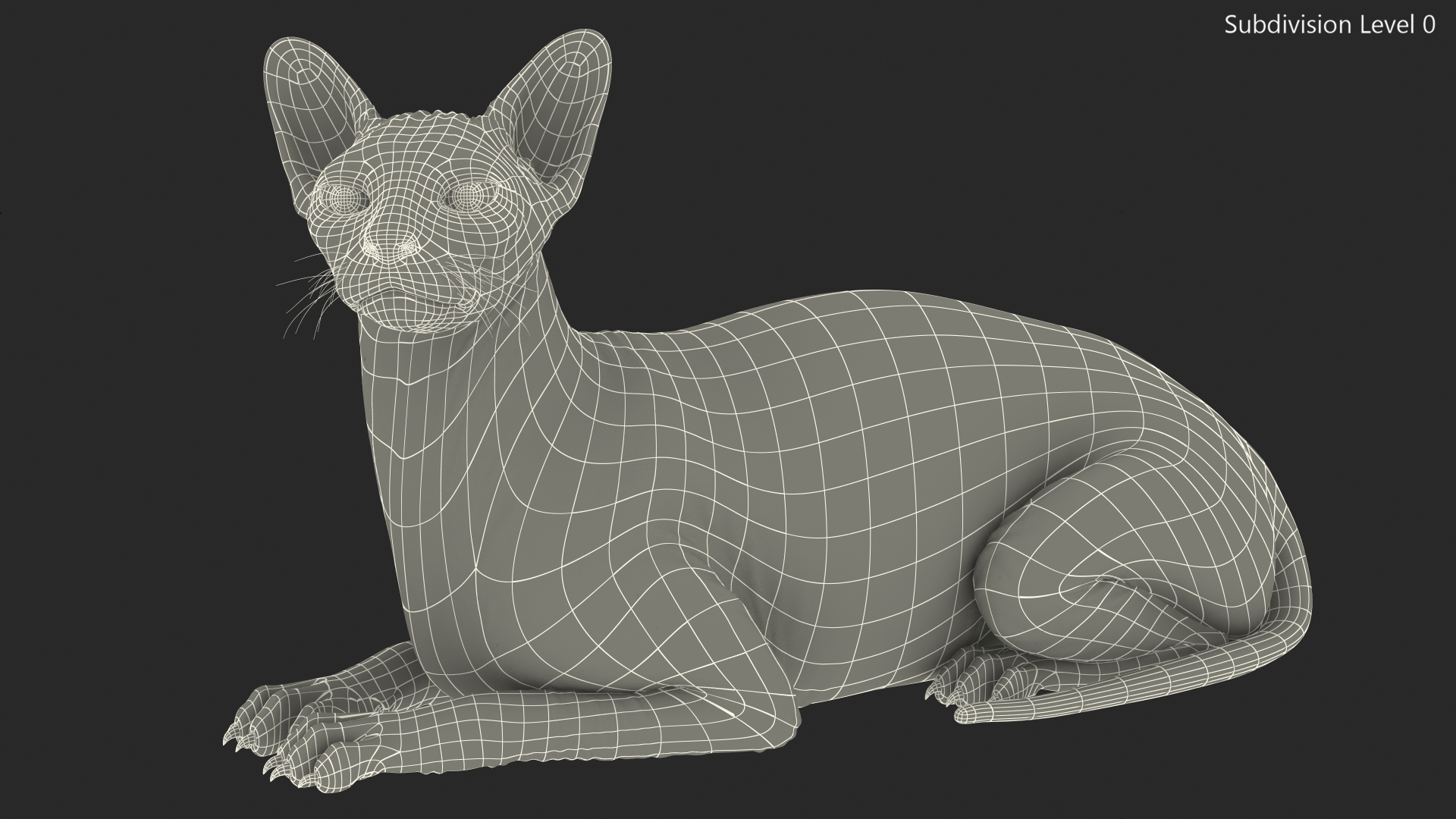 Bicolor Sphynx Cat Lying Pose 3D model